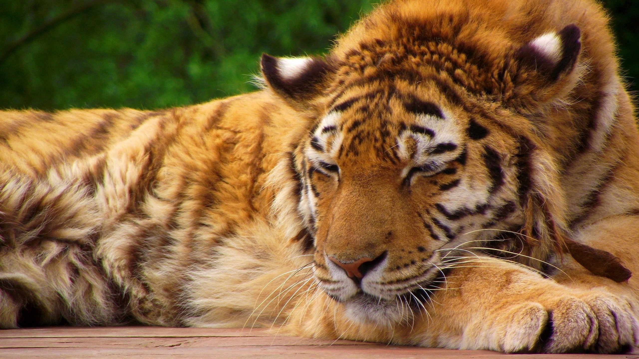 Bengal Tiger Sleeping Desktop Wallpaper