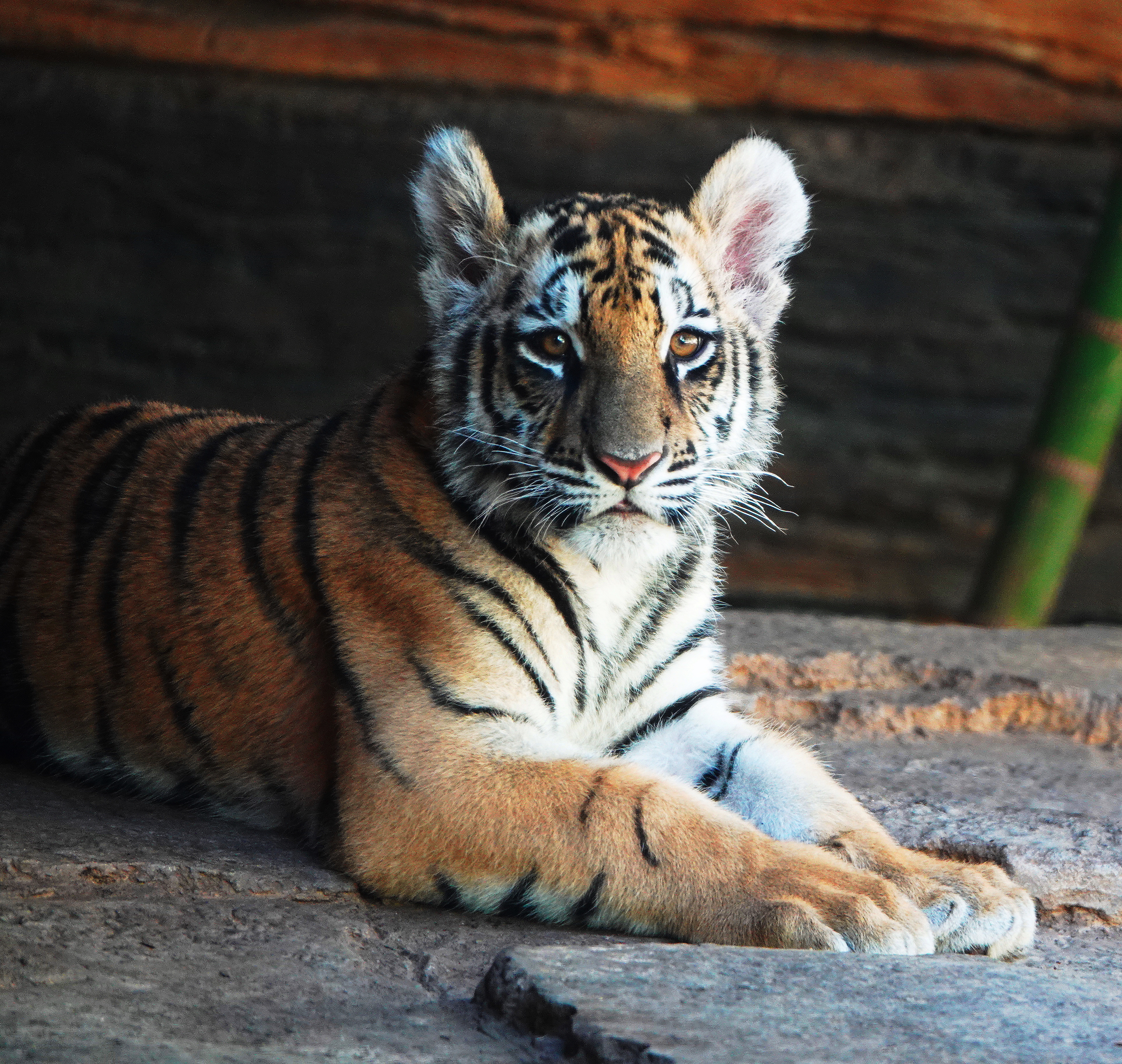 Bengal Tiger Photos |