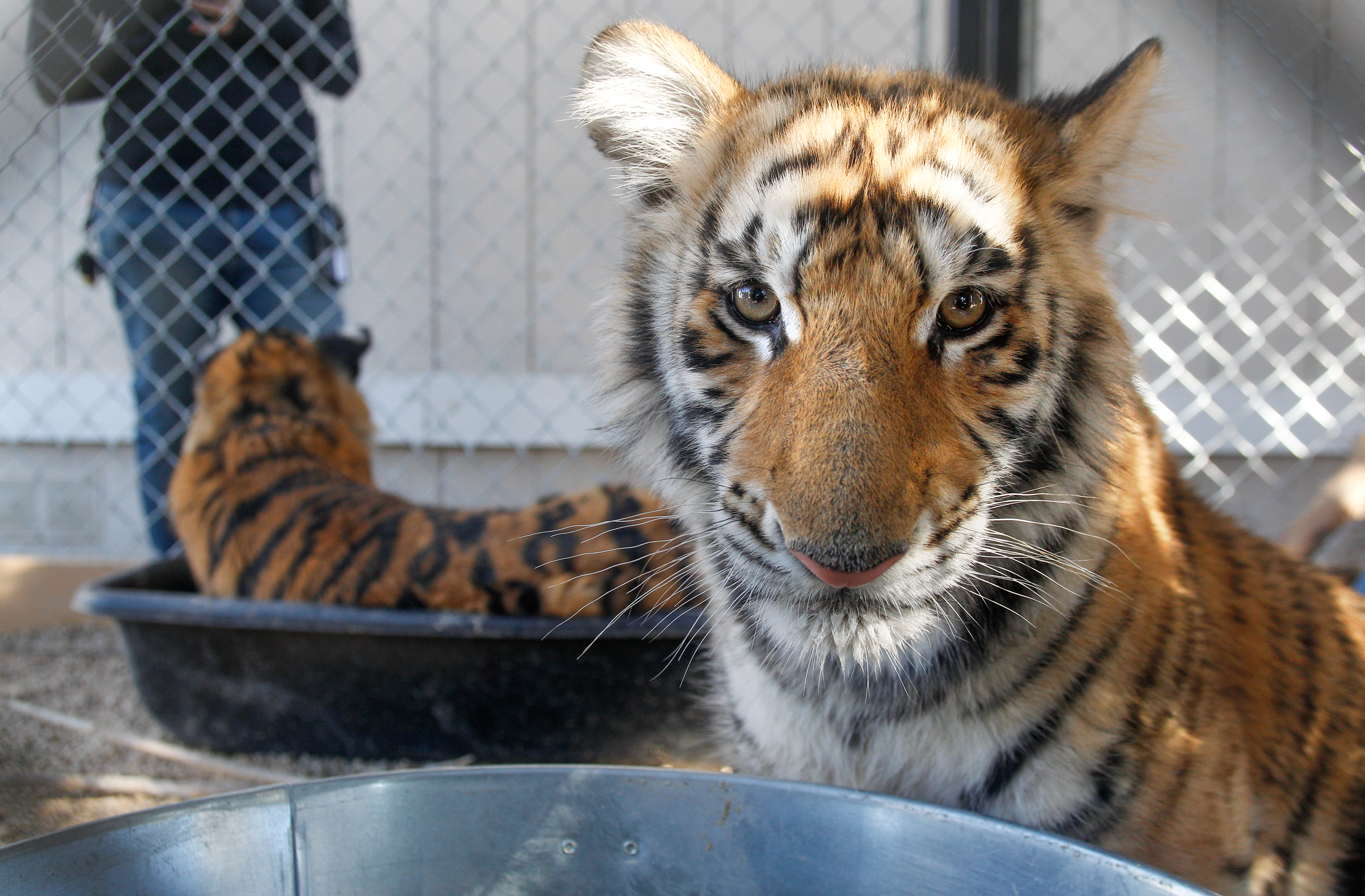 New Bengal tiger cubs at the America's Teaching Zoo at Moorpark College