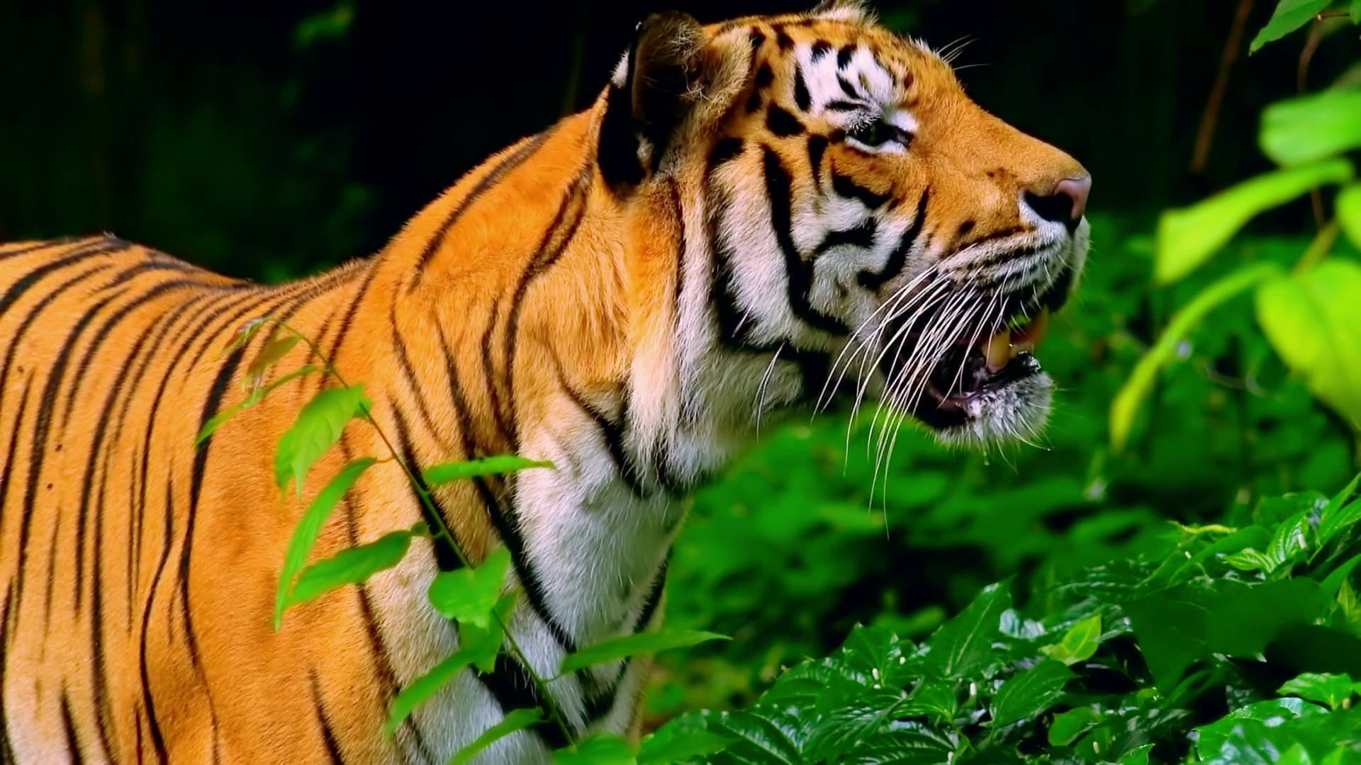 Bengal tiger looking about and walking into jungles away from camera ...