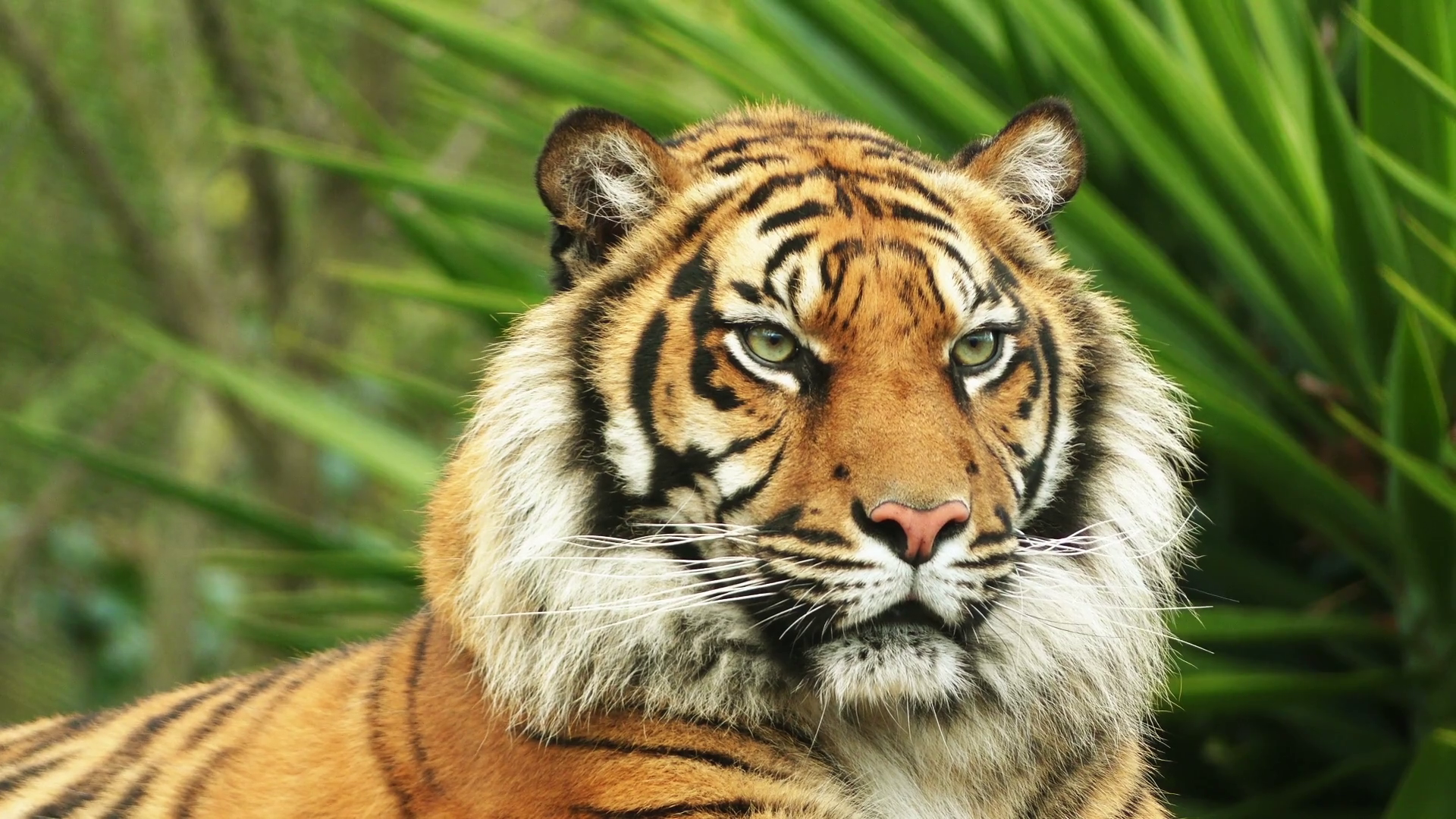 The Bengal tiger, also called the royal Bengal tiger (Panthera ...
