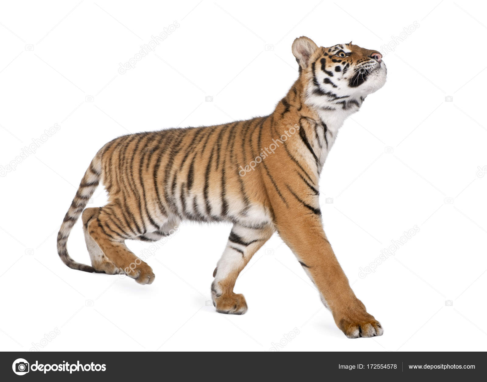 Bengal Tiger, Panthera tigris tigris, 1 year old, walking in fro ...