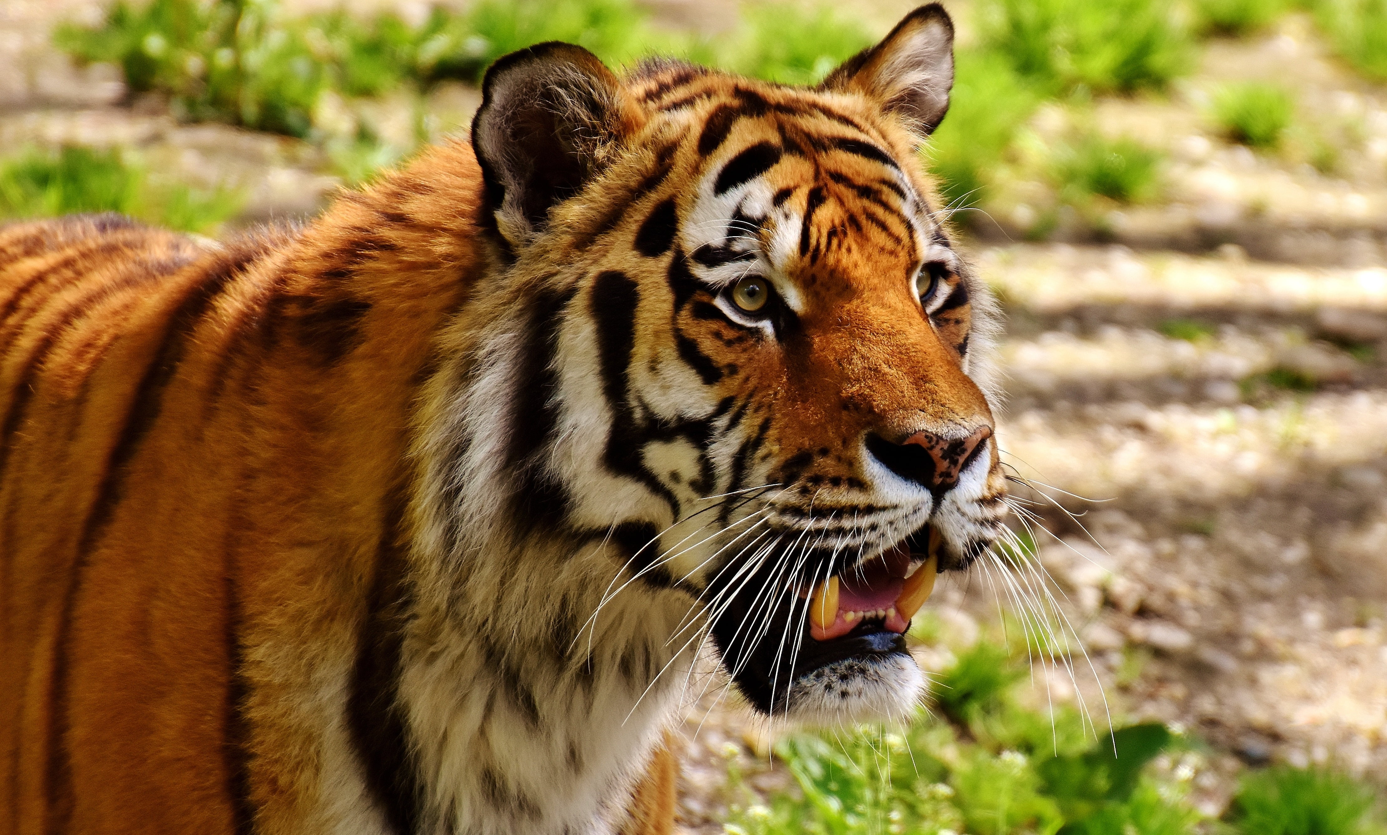 Bengal tiger, Tiger, Muzzle, Predator HD wallpaper | Wallpaper Flare
