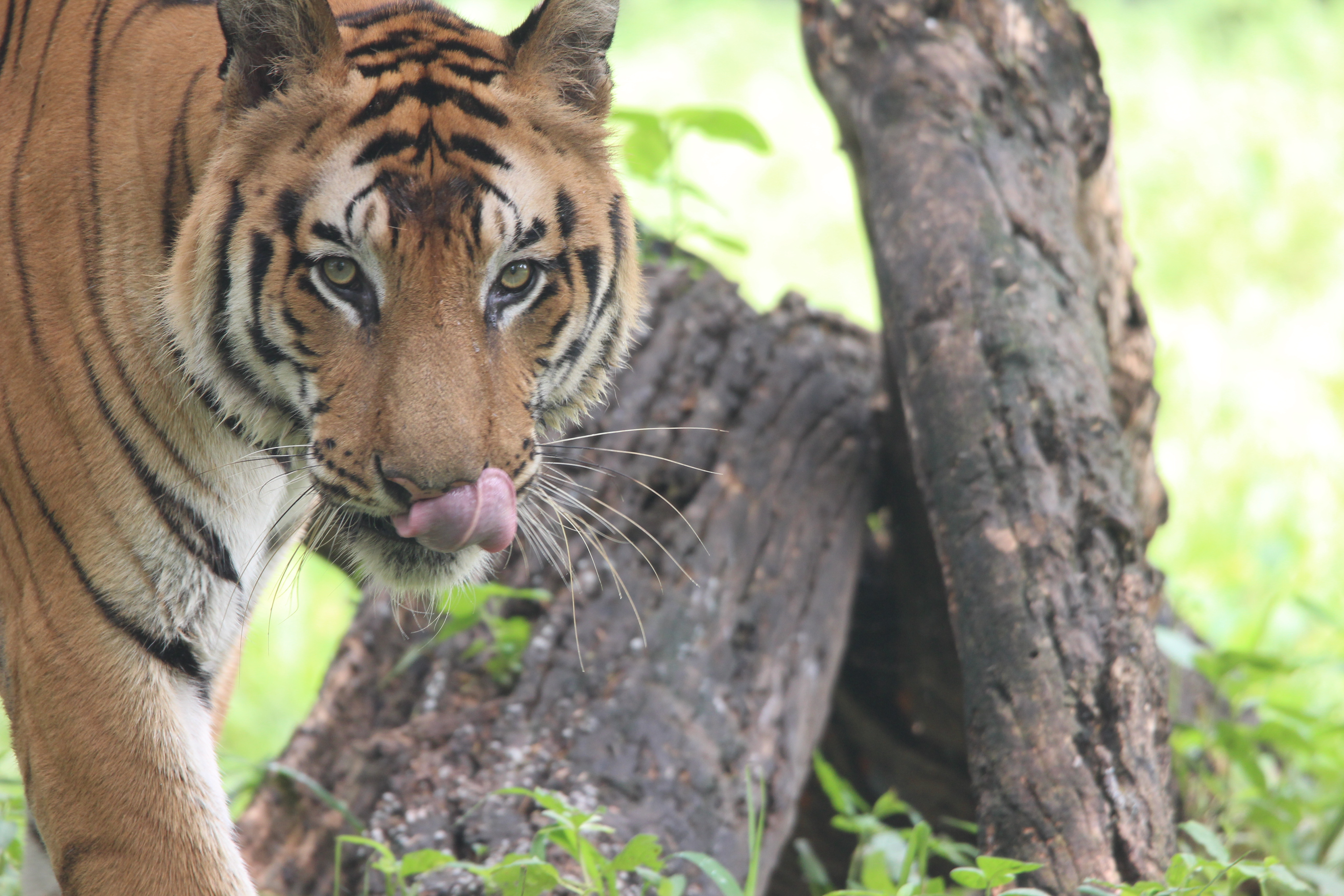 Royal Bengal Tiger National animal
