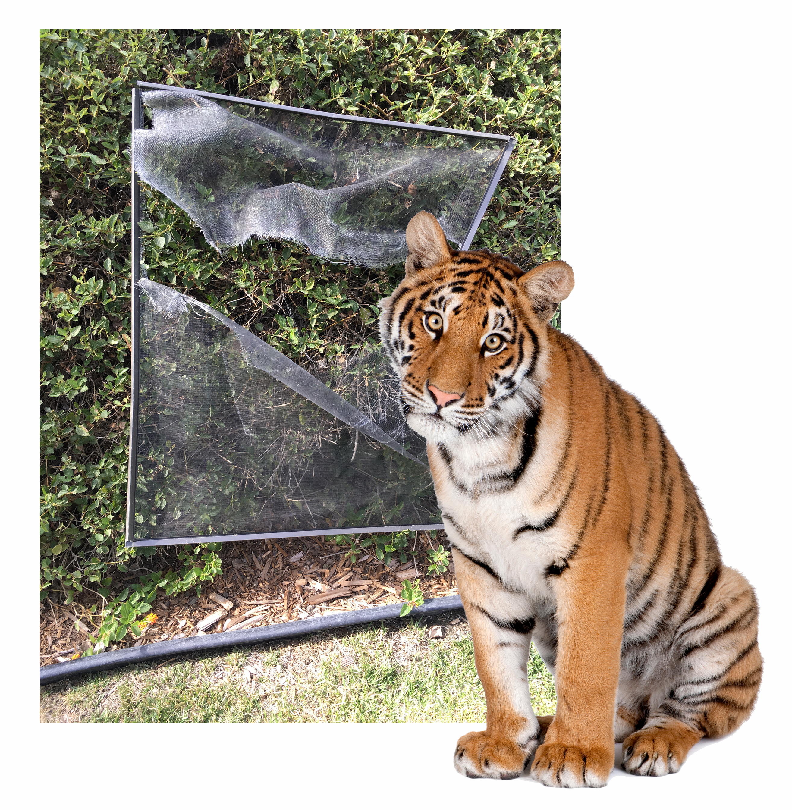 Caring For My Bengal Tiger | Ricochet