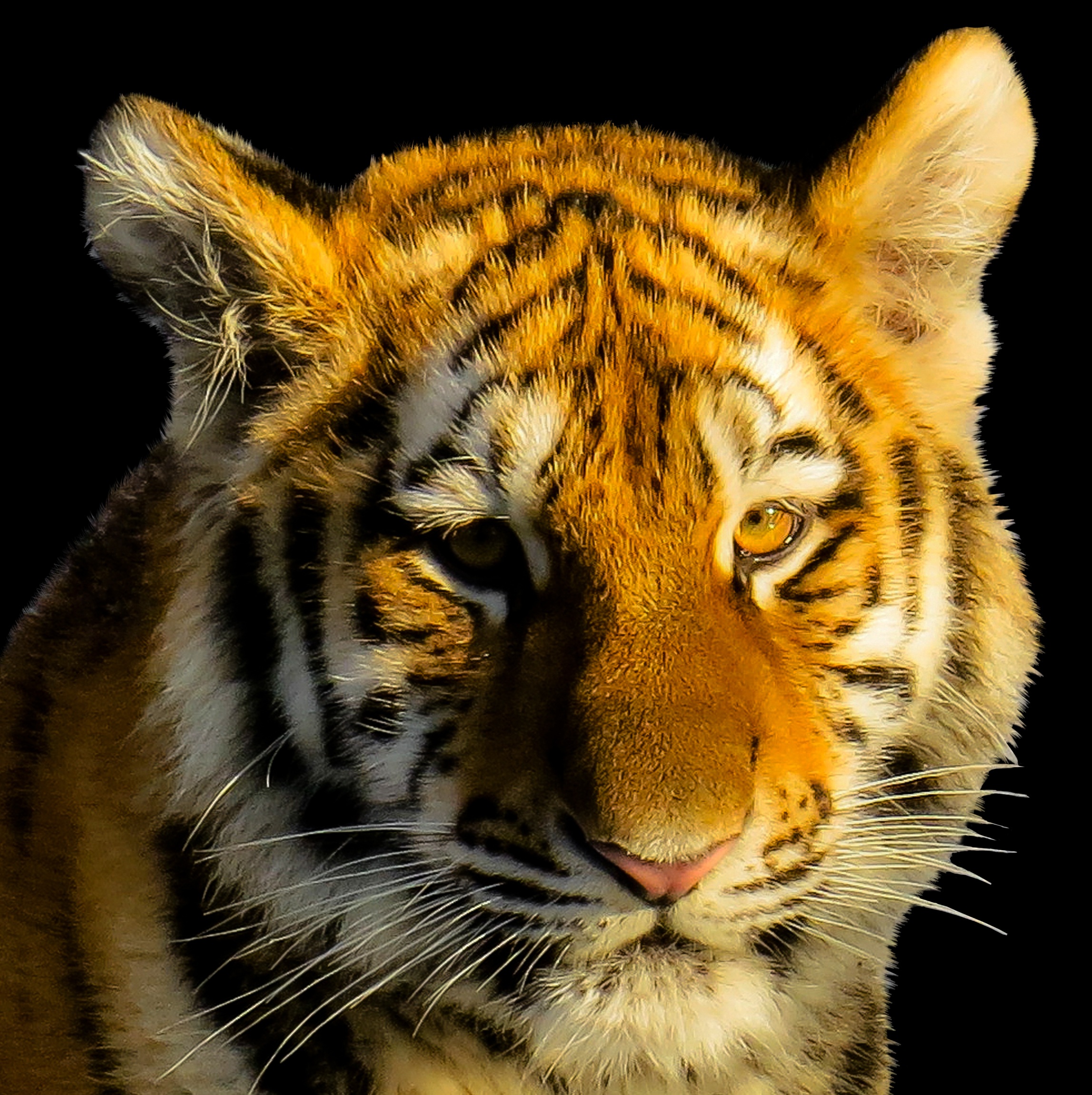 Free photo: Bengal Tiger - Attack, Bengal, Cat - Free Download - Jooinn