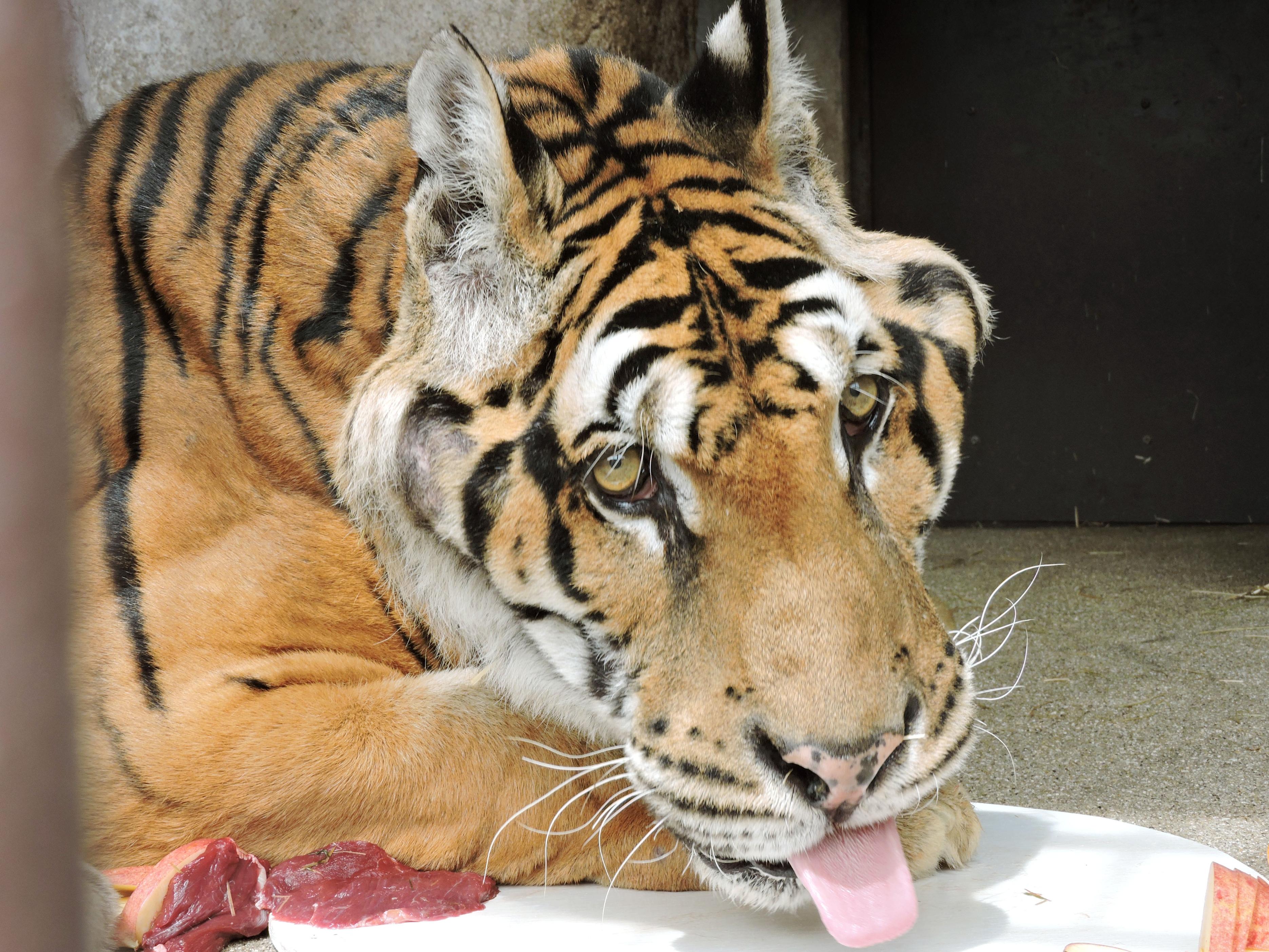 Bengal tiger in Japan dies
