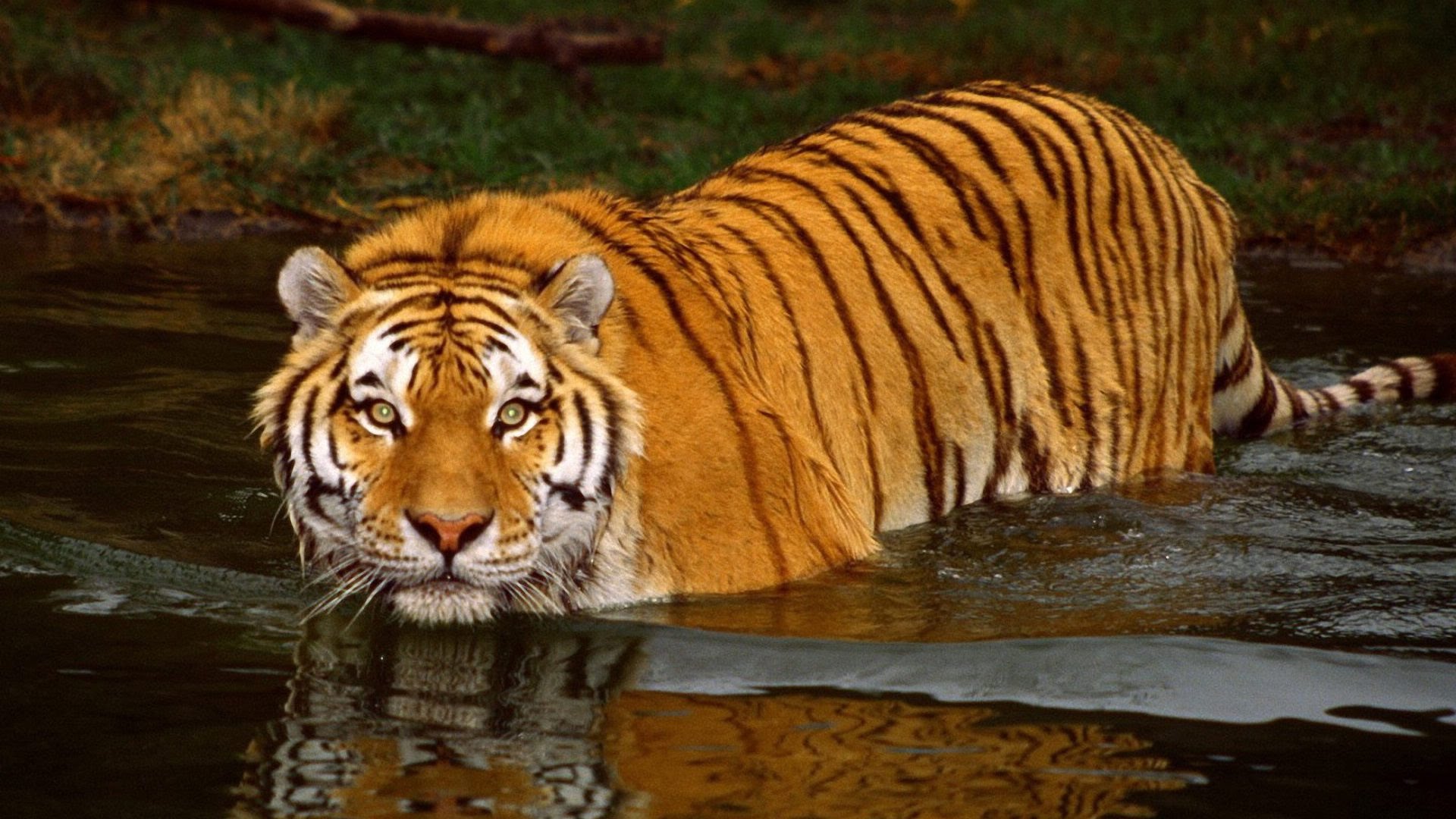 Royal Bengal Tiger at Zoo (Part 2) - YouTube