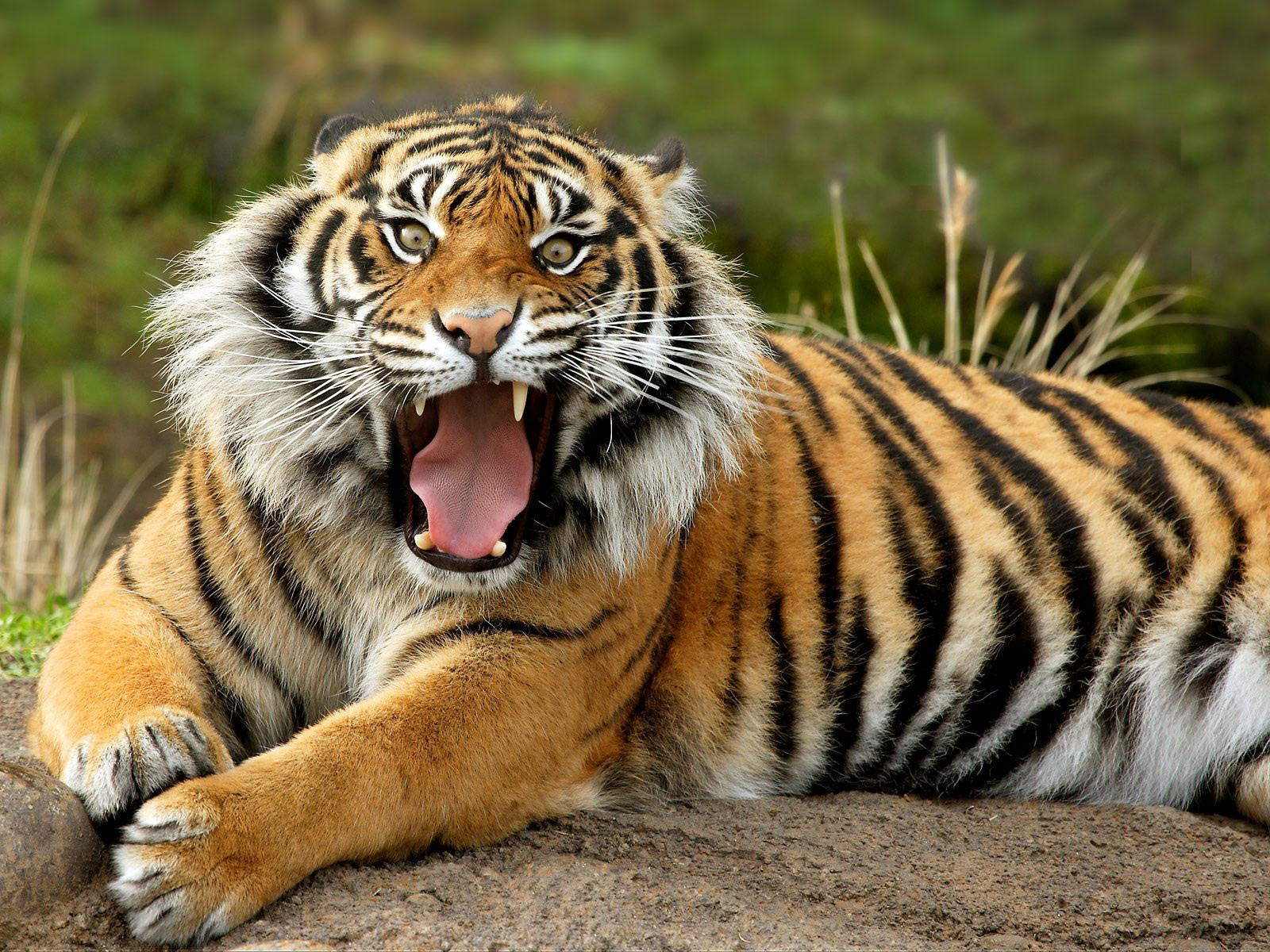 Bengal tigers photo
