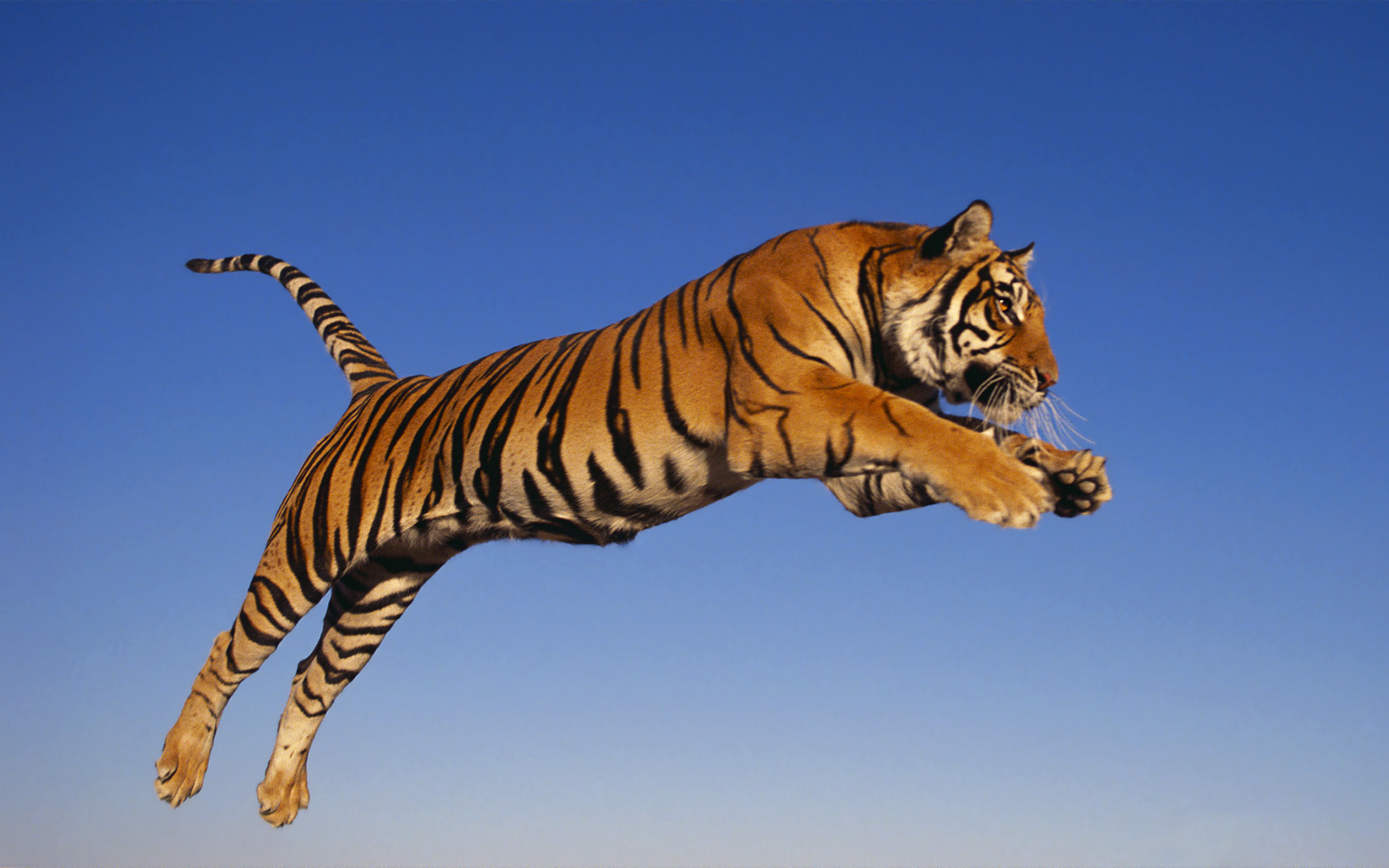 Bengal tiger: animals, bengal, biology, en, science, tiger, zoology ...