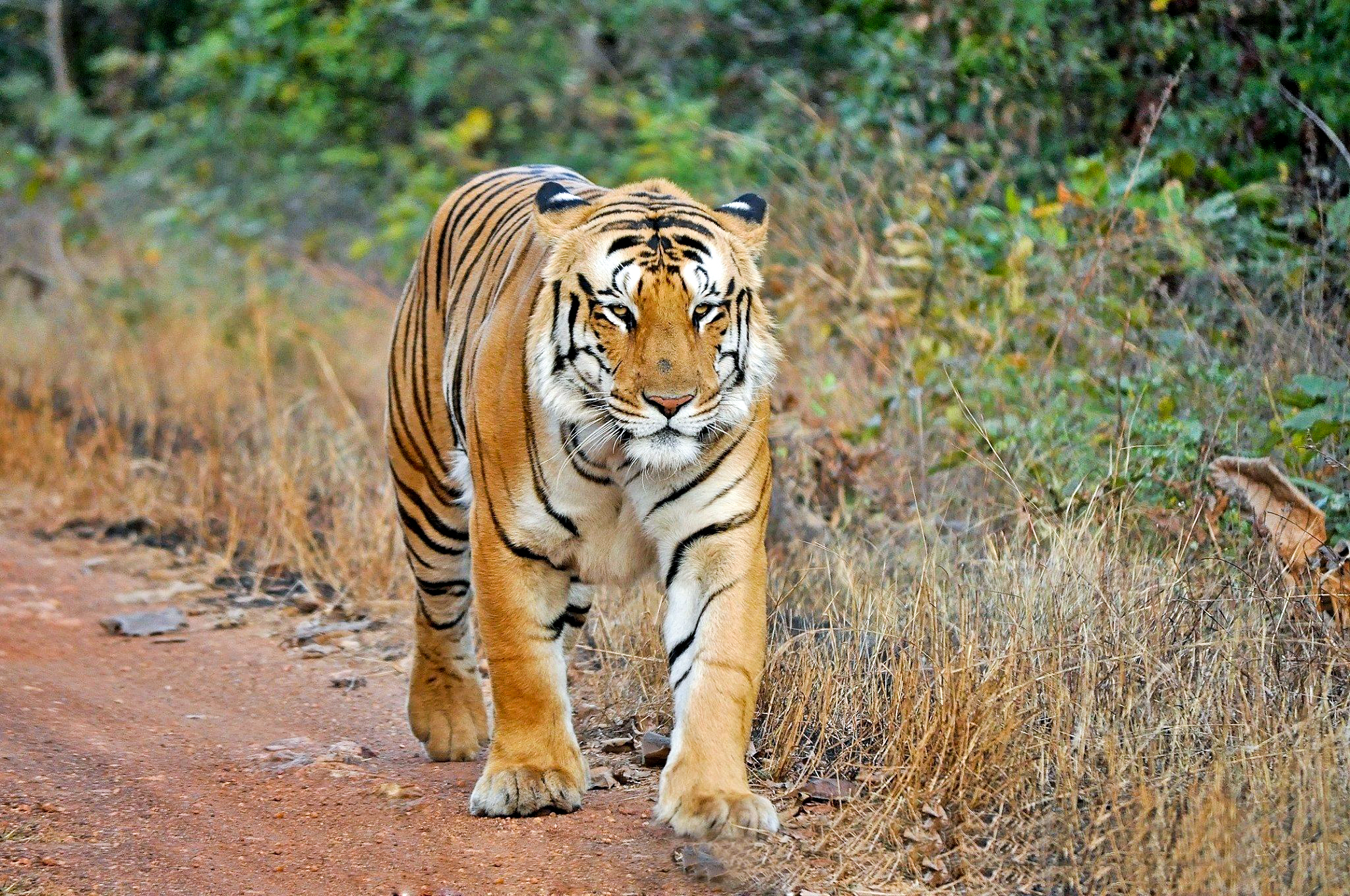 Bengal tiger - Imgur