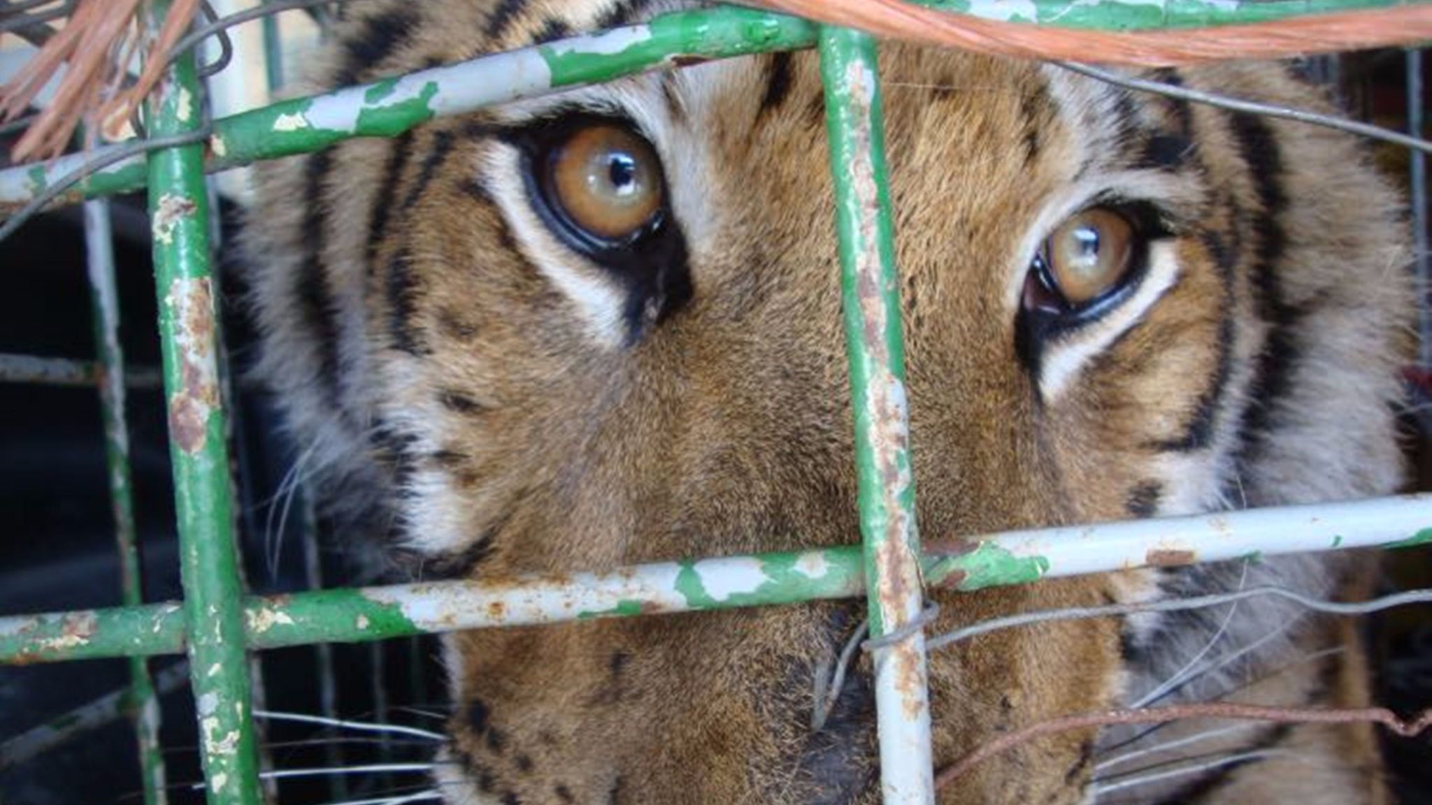 Bengal tiger seized in Tijuana after falling from terrace - The San ...