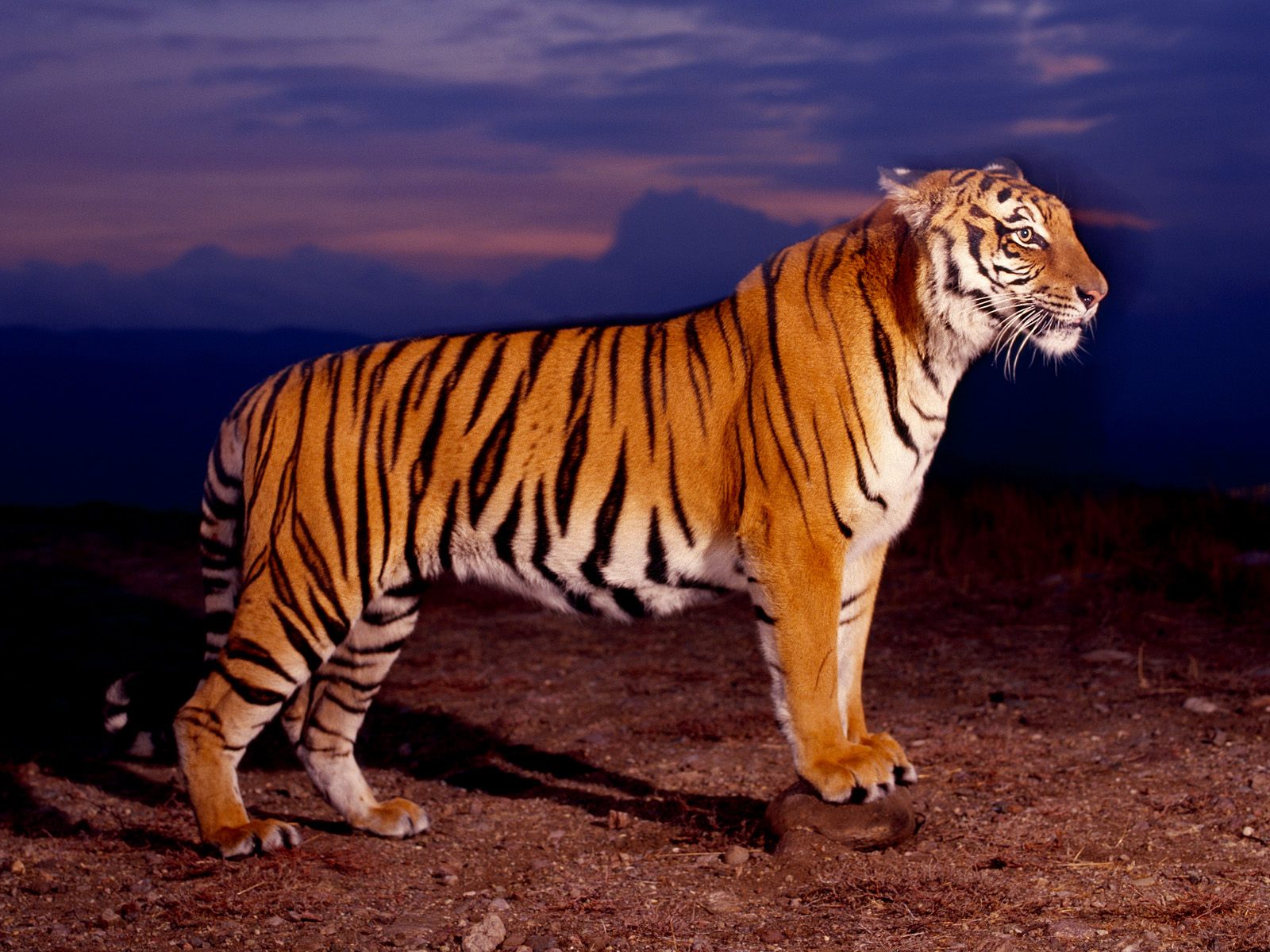 Bengal Tiger Background