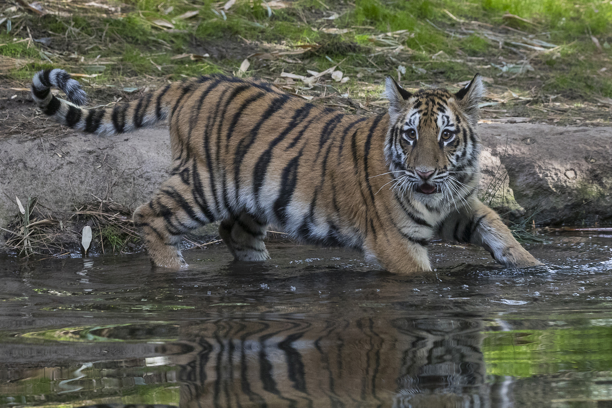 Smuggled Bengal Tiger Cub Undergoes Surgery « CBS Los Angeles