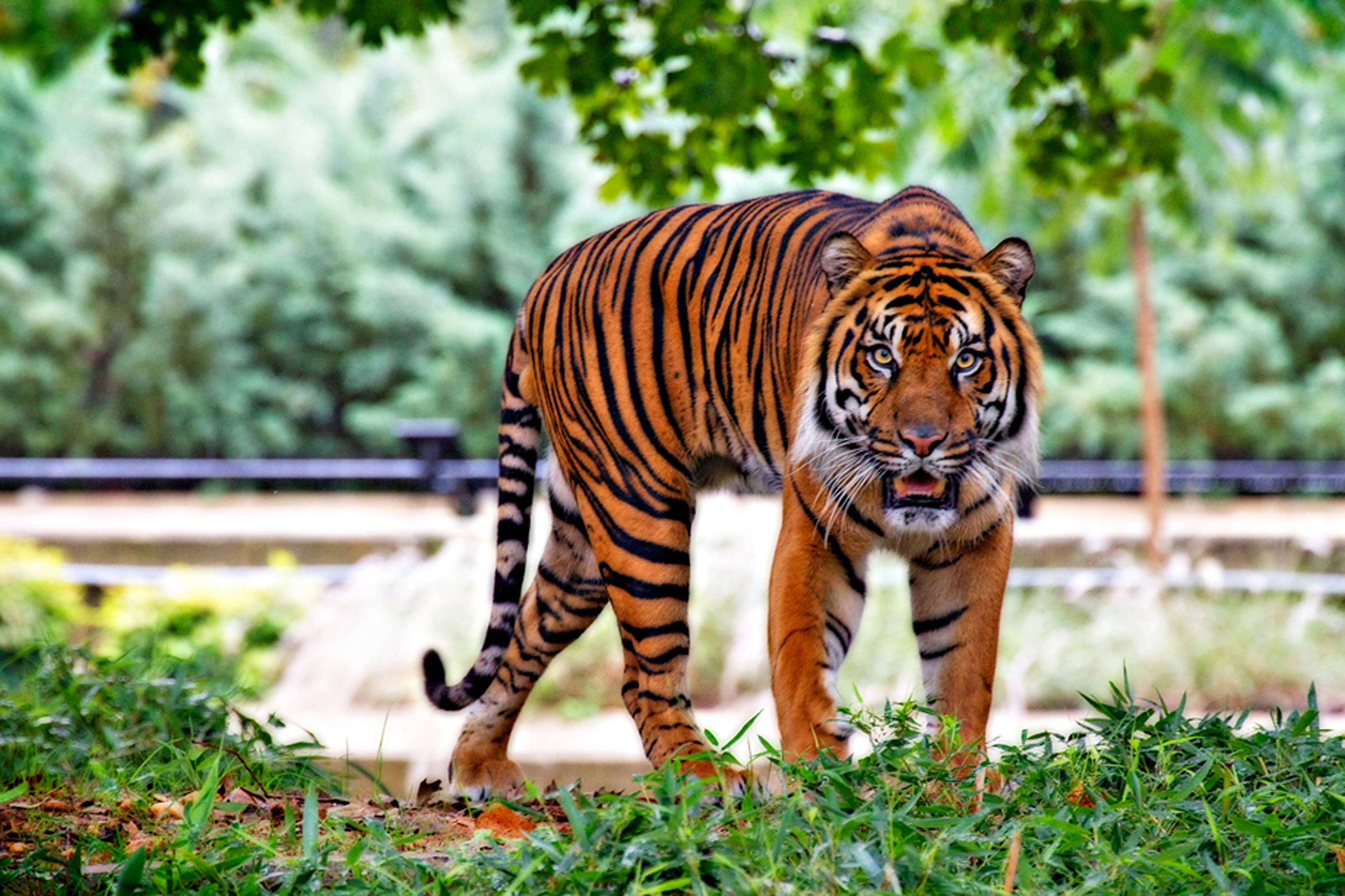 What is the difference between a Sumatran Tiger and a Bengal Tiger ...