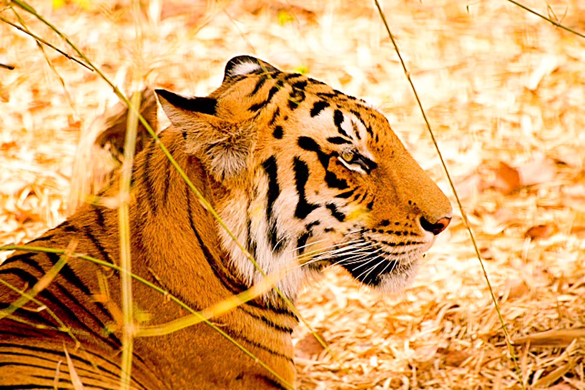 Royal Bengal Tiger | wallpapers | Pinterest | Bengal tiger and Bengal
