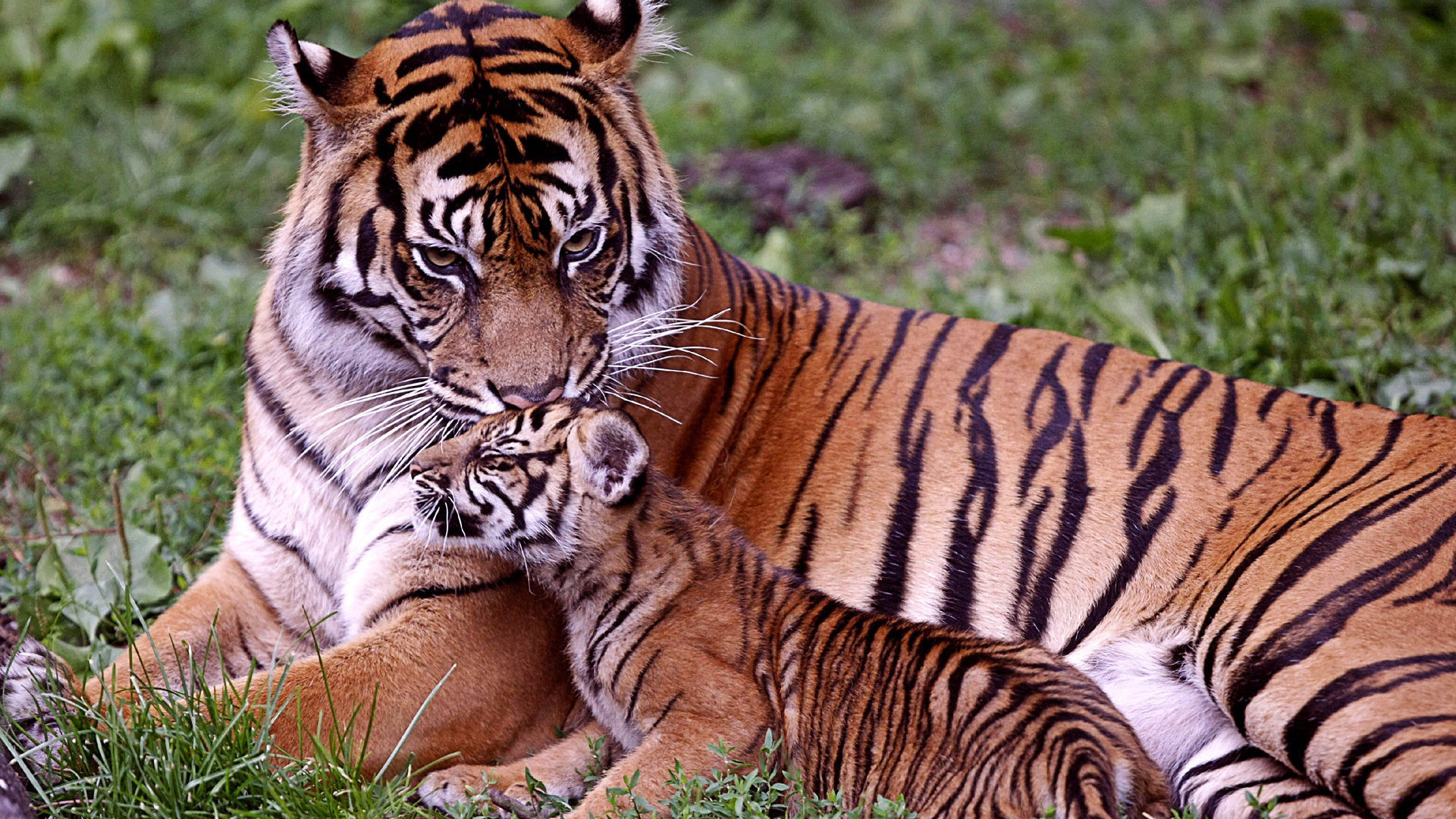 Best 35 Bengal Tiger Pictures And Wallpapers In Images | ohidul.me