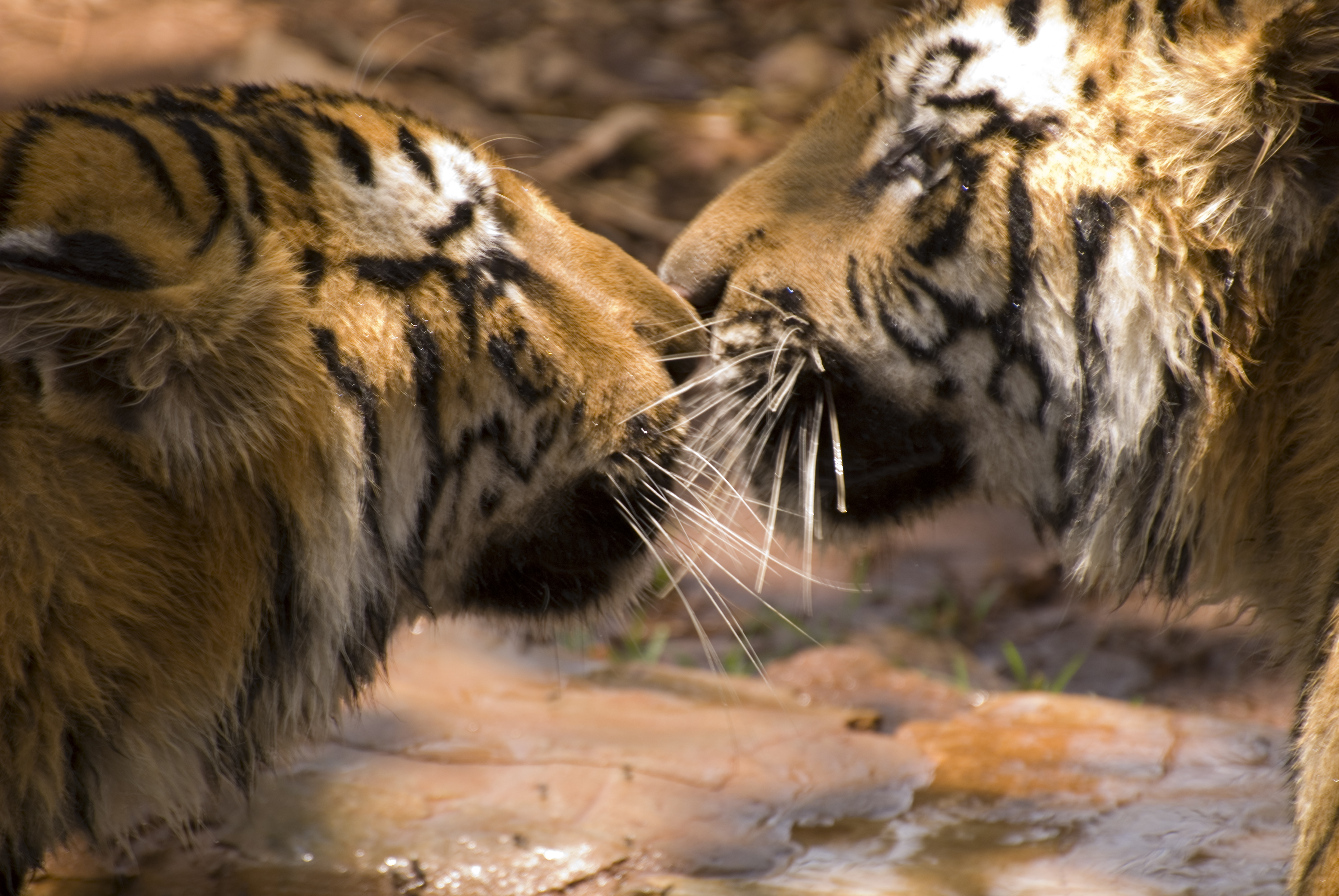 Interactions-Panthera tigris
