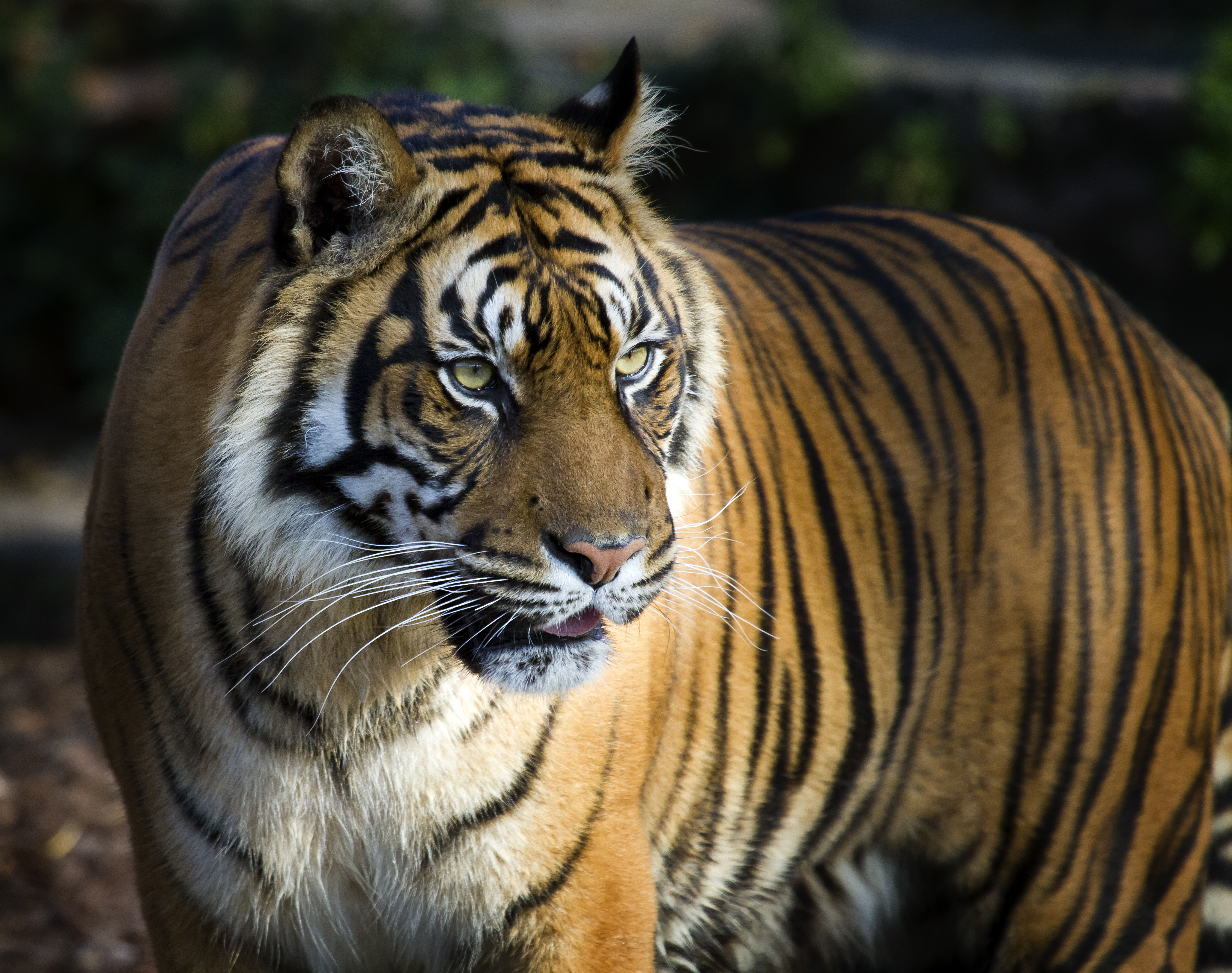 Animals & Birds Bengal Tiger 4K 8K wallpapers (Desktop, Phone ...
