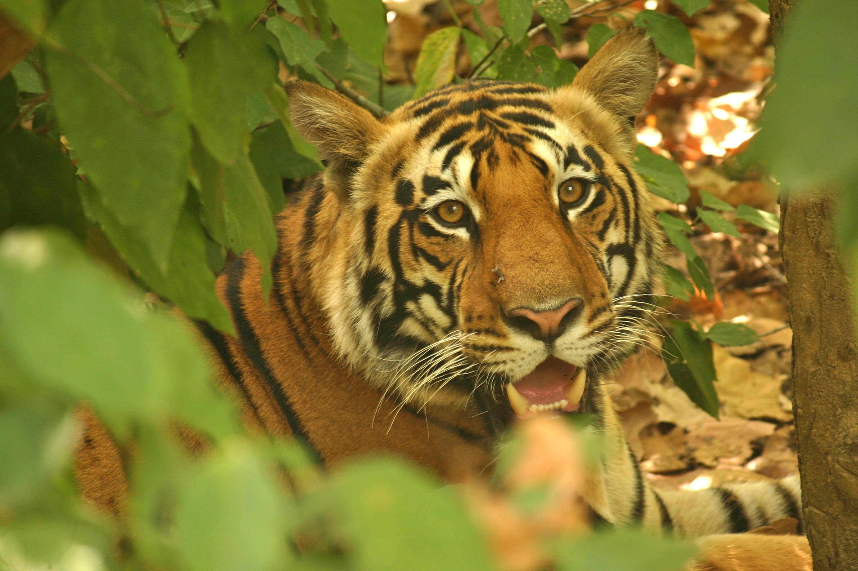 In search of the Royal Bengal Tiger | Kan Walk Will Travel