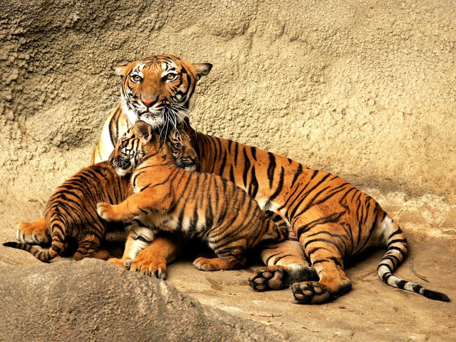 Bengal Tiger | The Royal Bengal Tiger - The Endangered Species ...