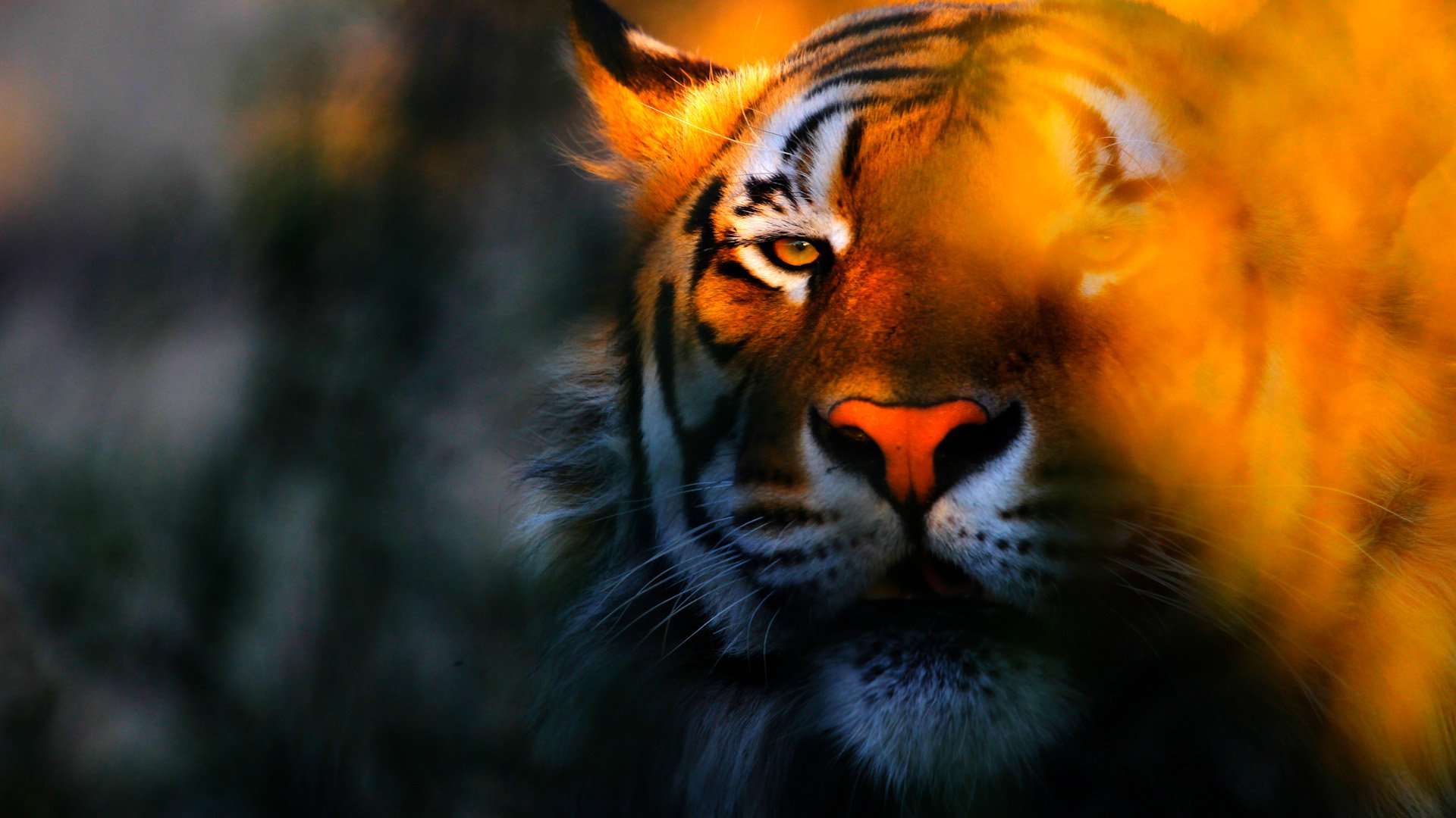 Взгляд тигра Огненный
