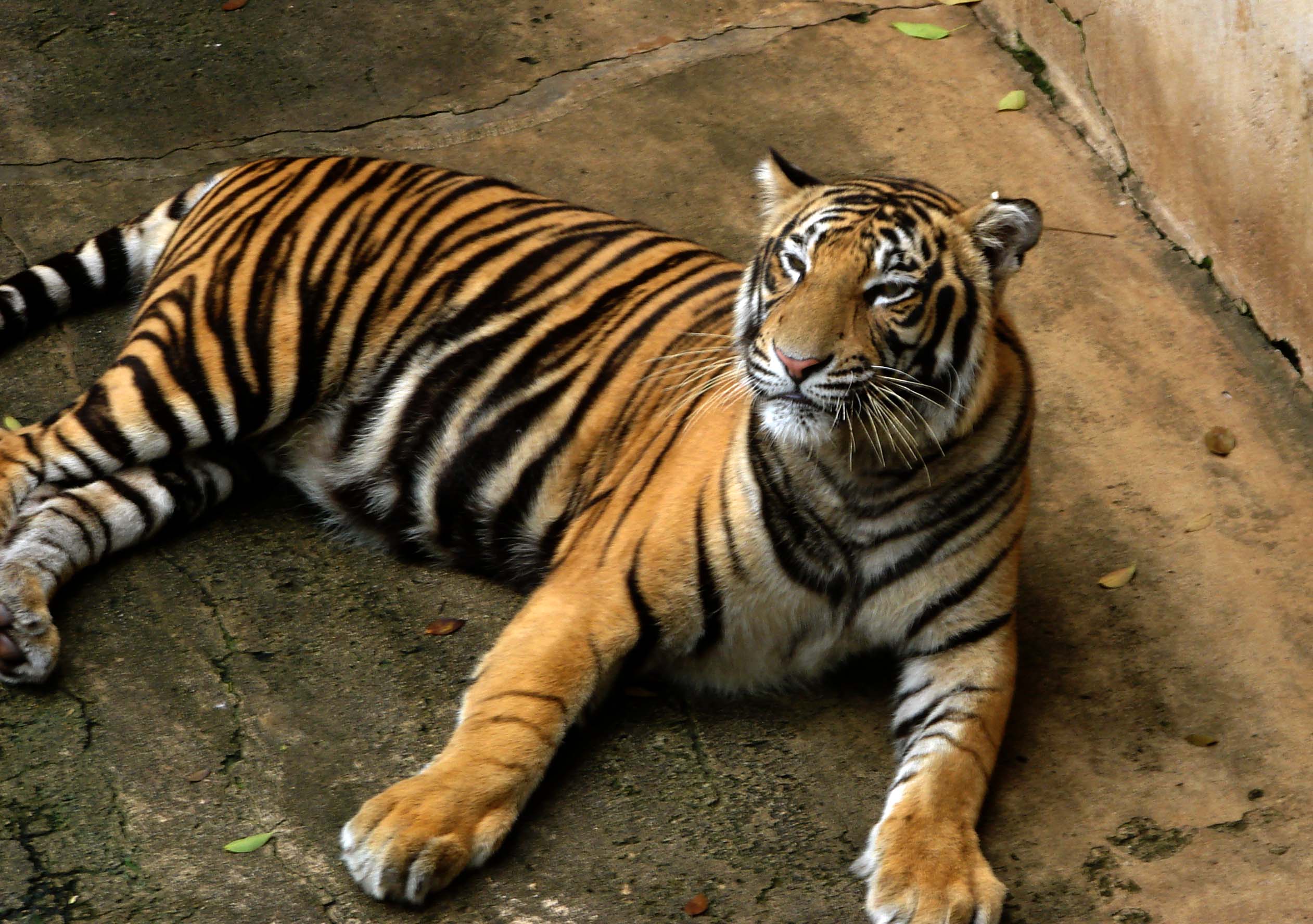 File:Bengal Tiger.jpg - Wikimedia Commons