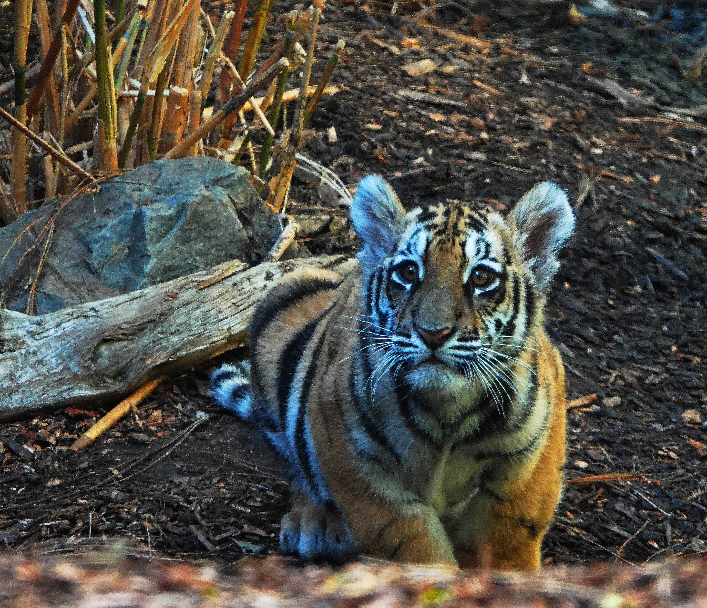 Bengal Tiger Photos |
