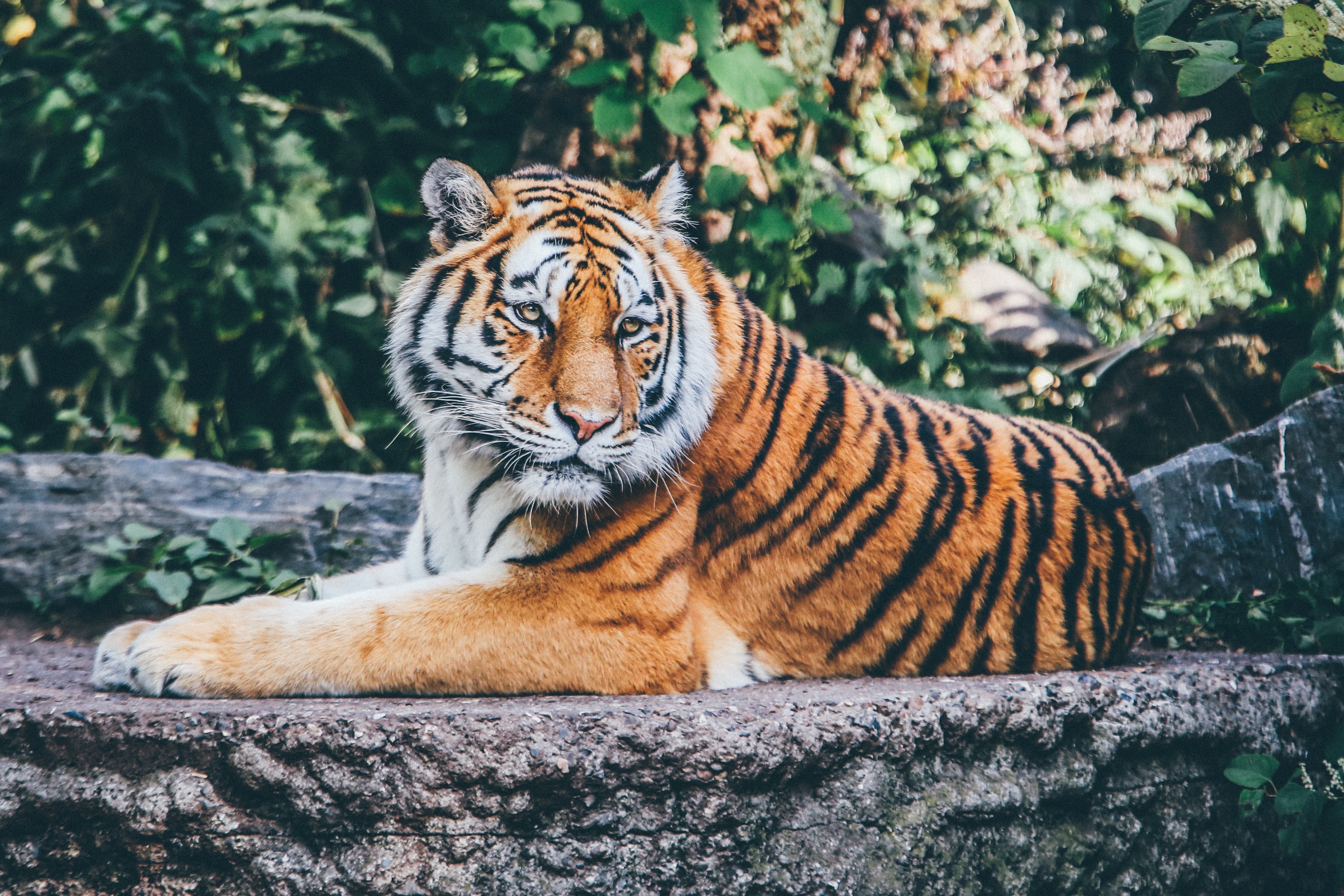 Bengal tiger Sit In on a Stone |