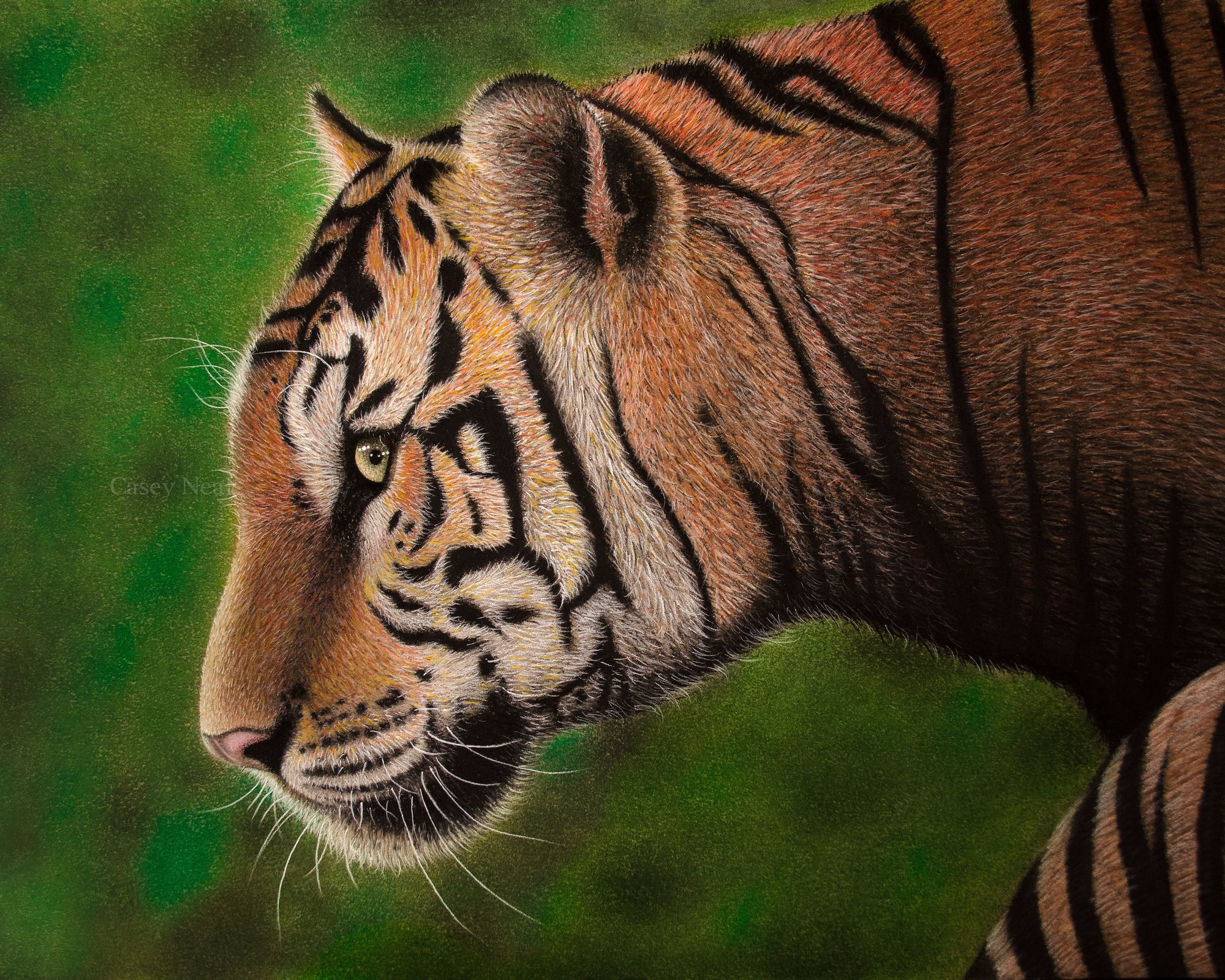 Bengal Tiger - Original Artwork | Casey Neal Artwork