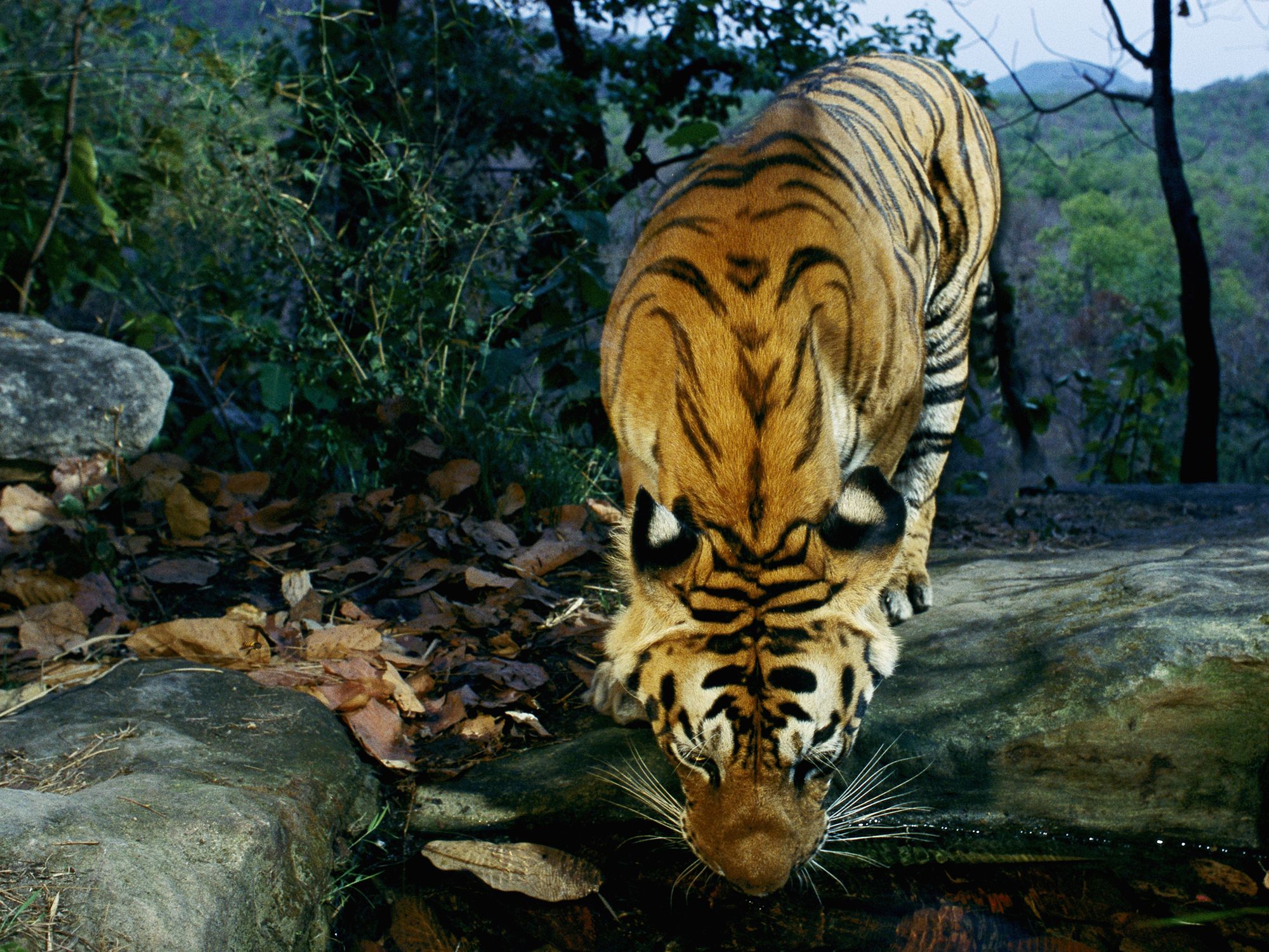 What Is The Future Of Bengal Tiger?