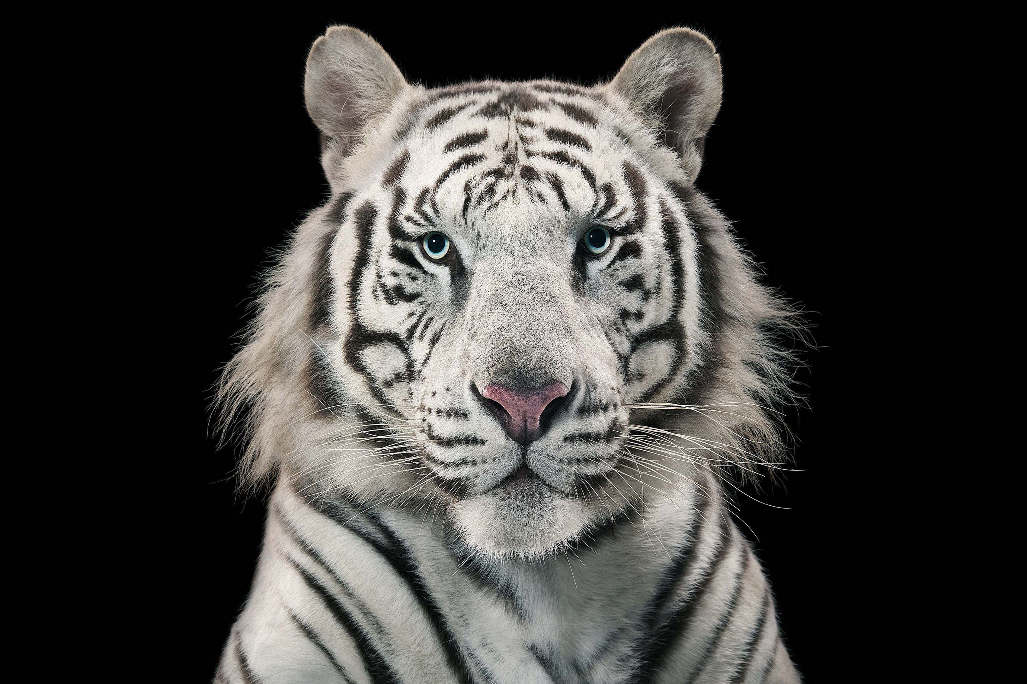 White tiger bengal tiger animal face photo Living room home art ...