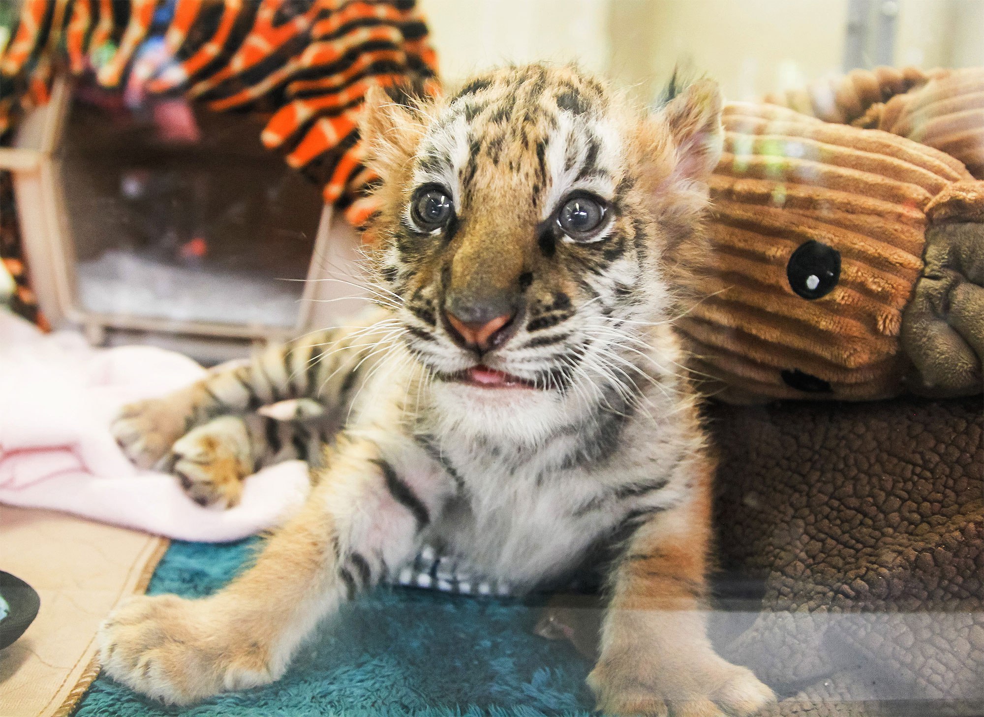 Calif. Teen Smuggled Bengal Tiger Cub Into U.S. | PEOPLE.com