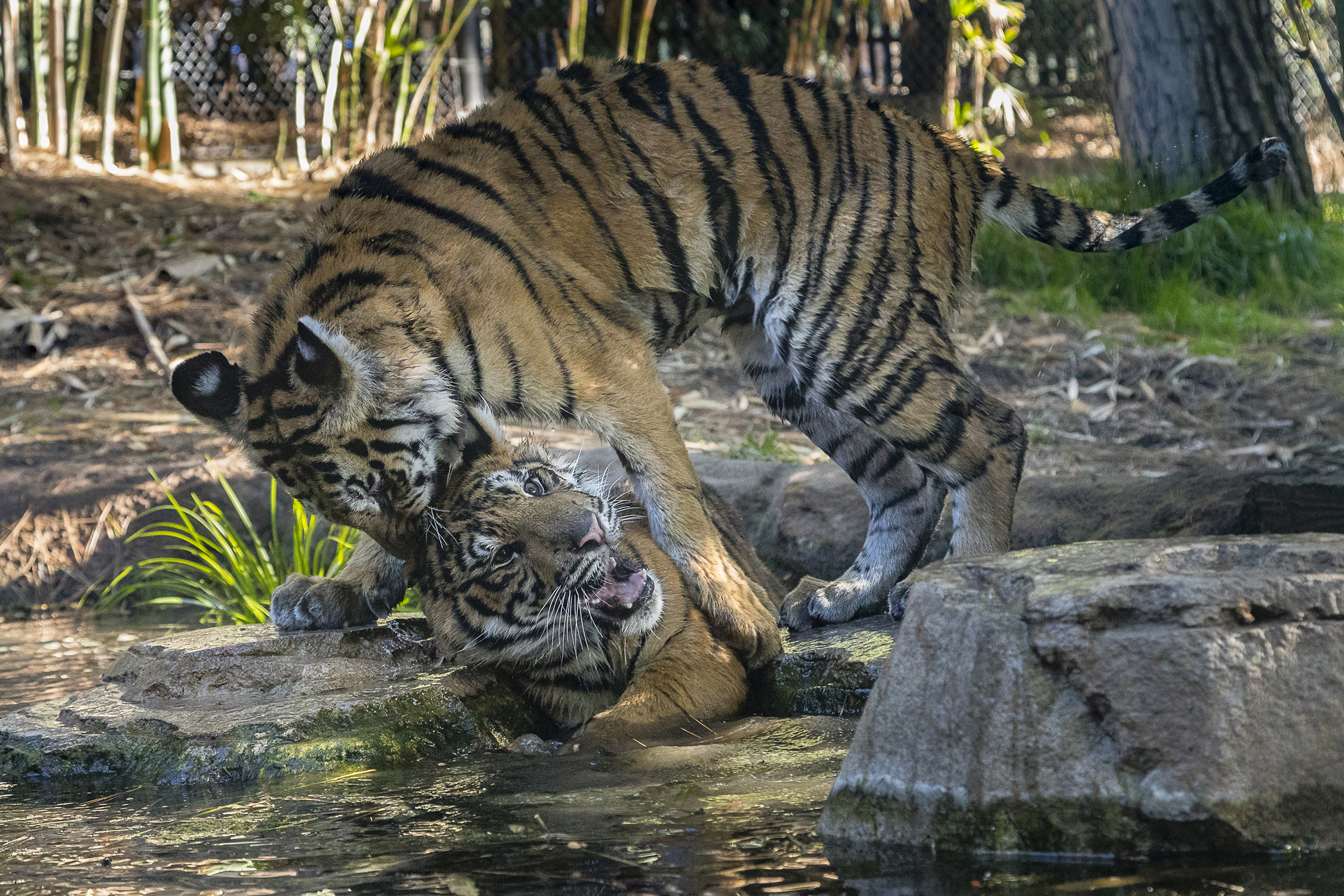 Rescued Bengal Tiger Cub Moka Reunited with Best Buddy Rakan at San ...