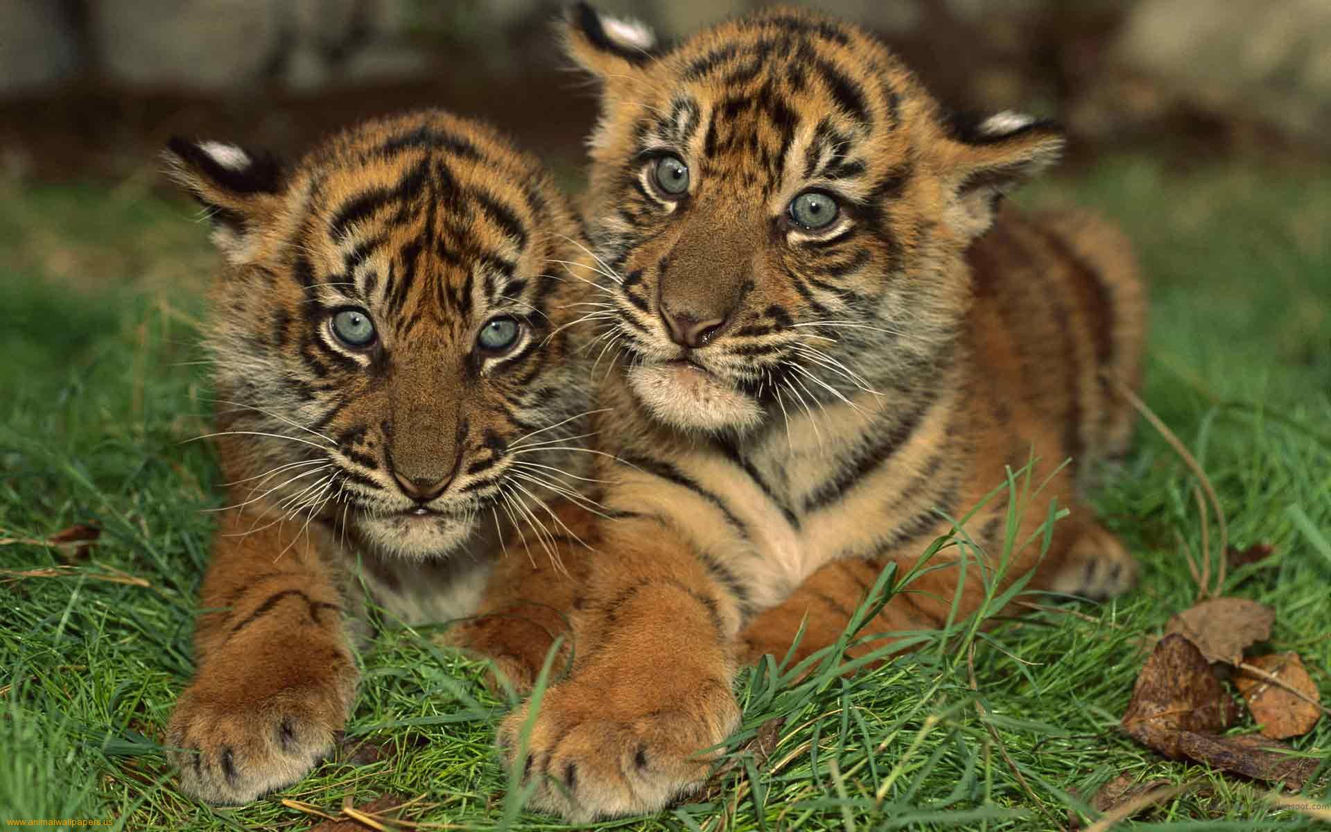 Bengal Tiger | Download Tigers wallpaper, 'Royal Bengal tiger cubs ...