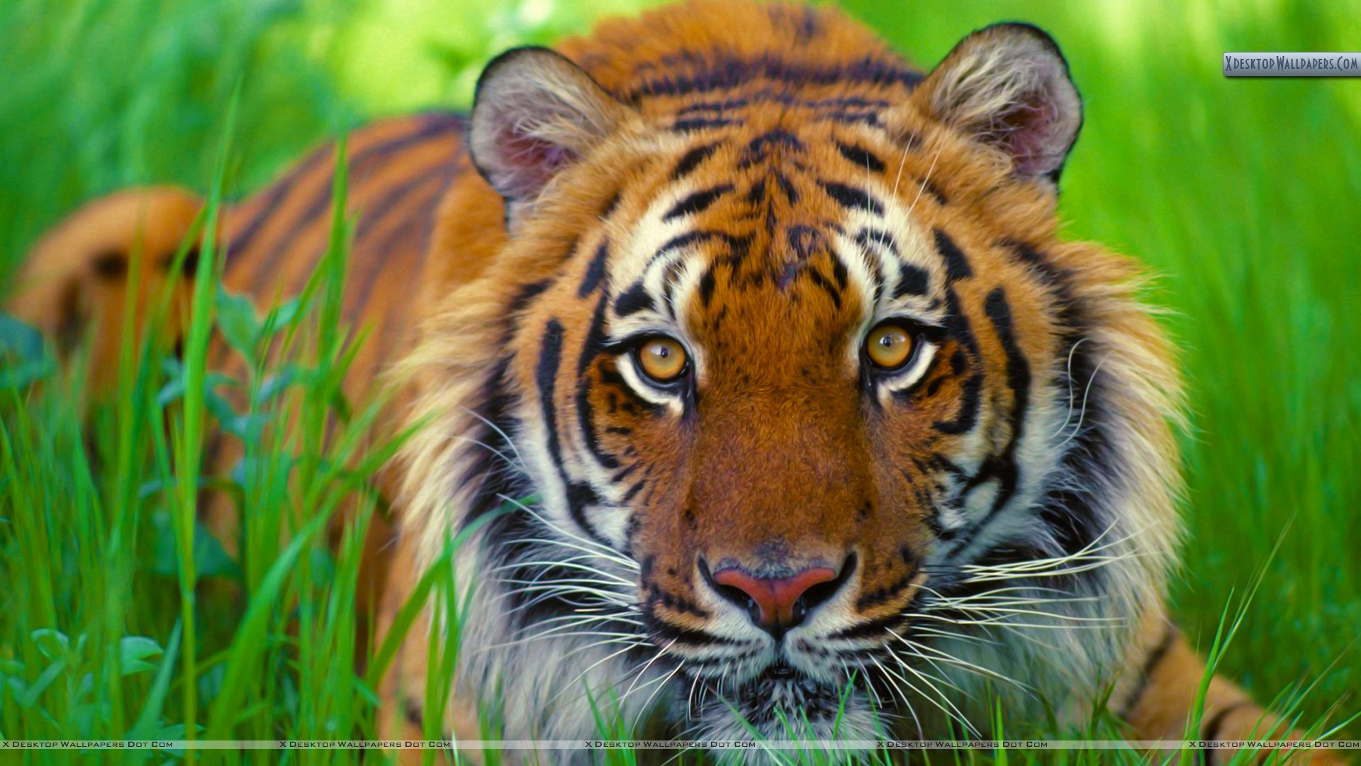 Watchful Eyes Bengal Tiger Wallpaper