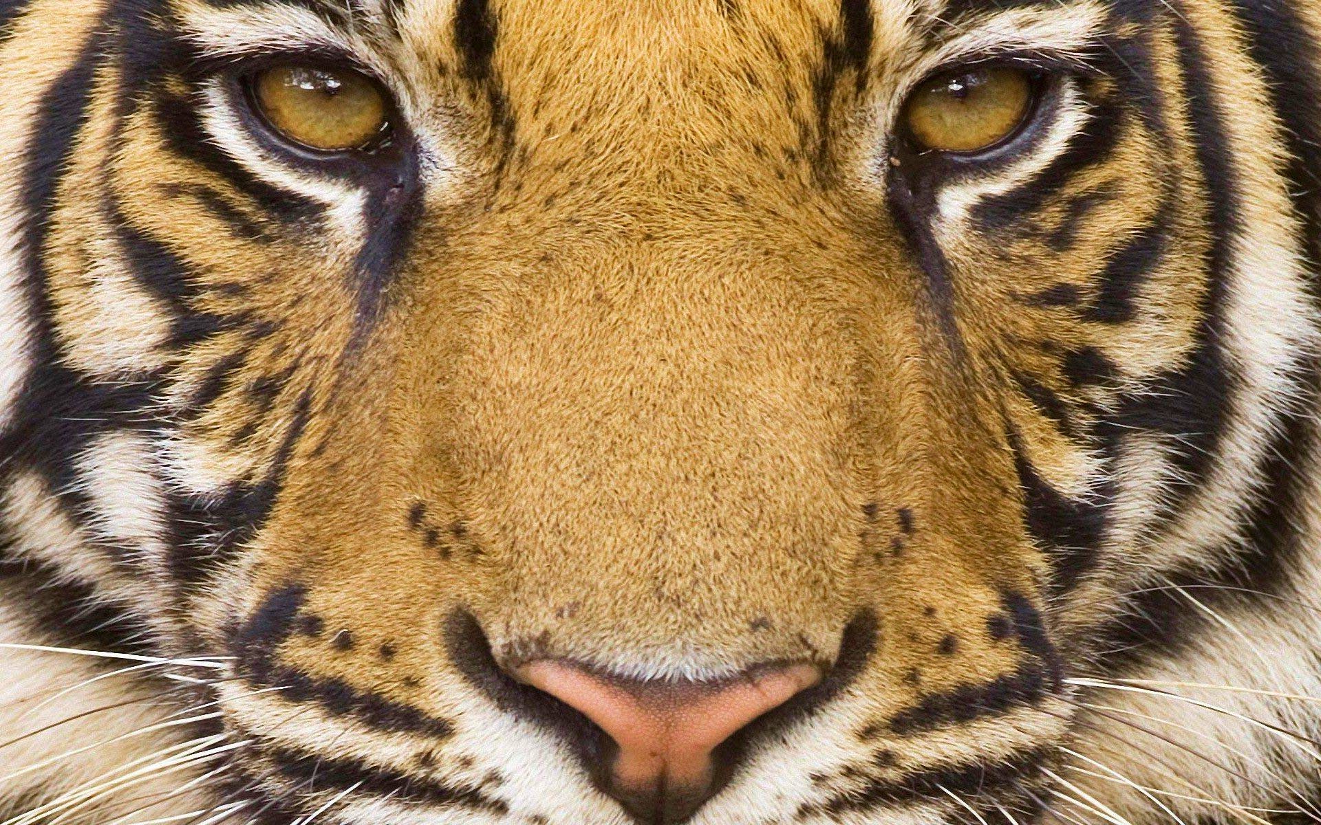 Tiger Closeup Face Details Wallpaper and Photo Download by PHOTOSof ...