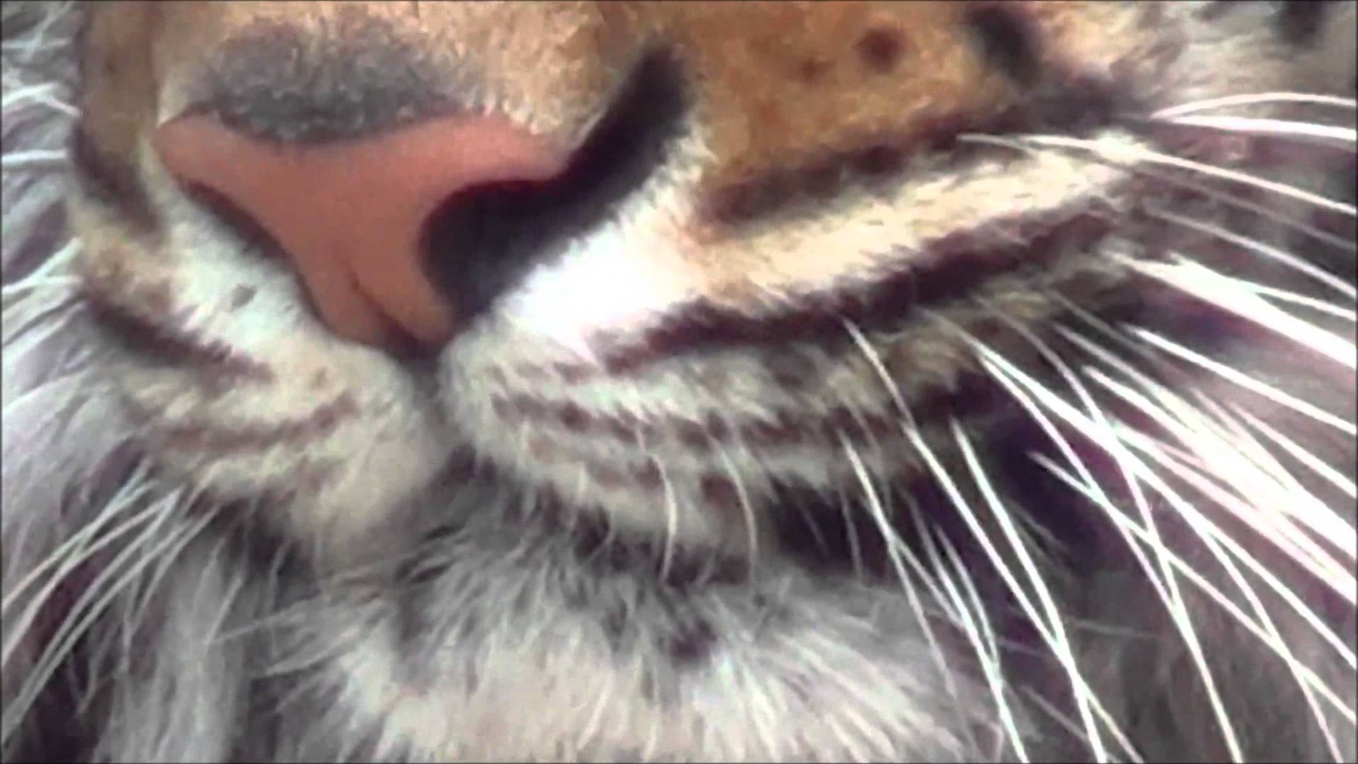 watch AMAZING BENGAL TIGER video CLOSE UP in HD - YouTube