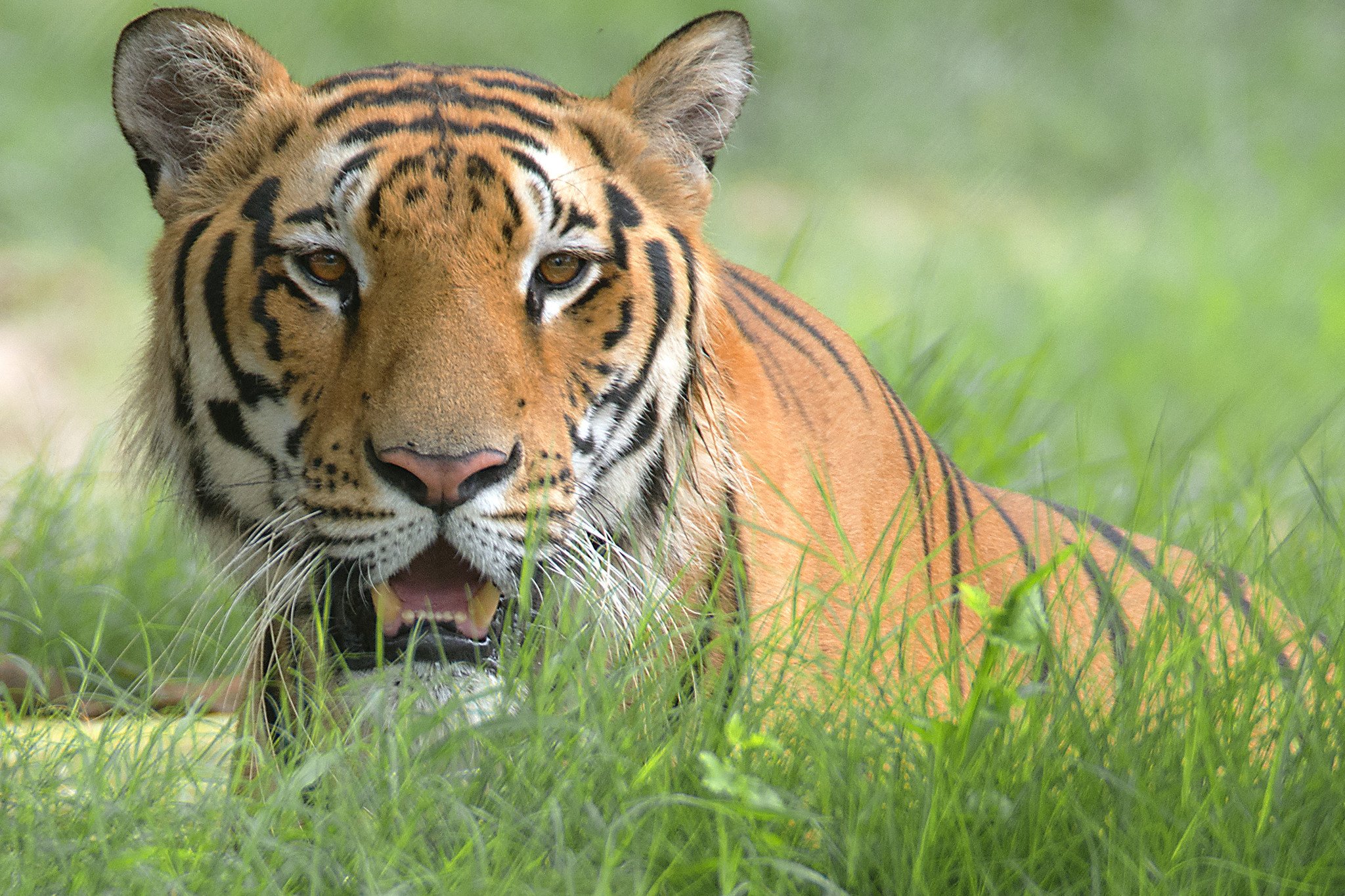 Free photo: Bengal Tiger Closeup - Animal, Bengal, Cat ...