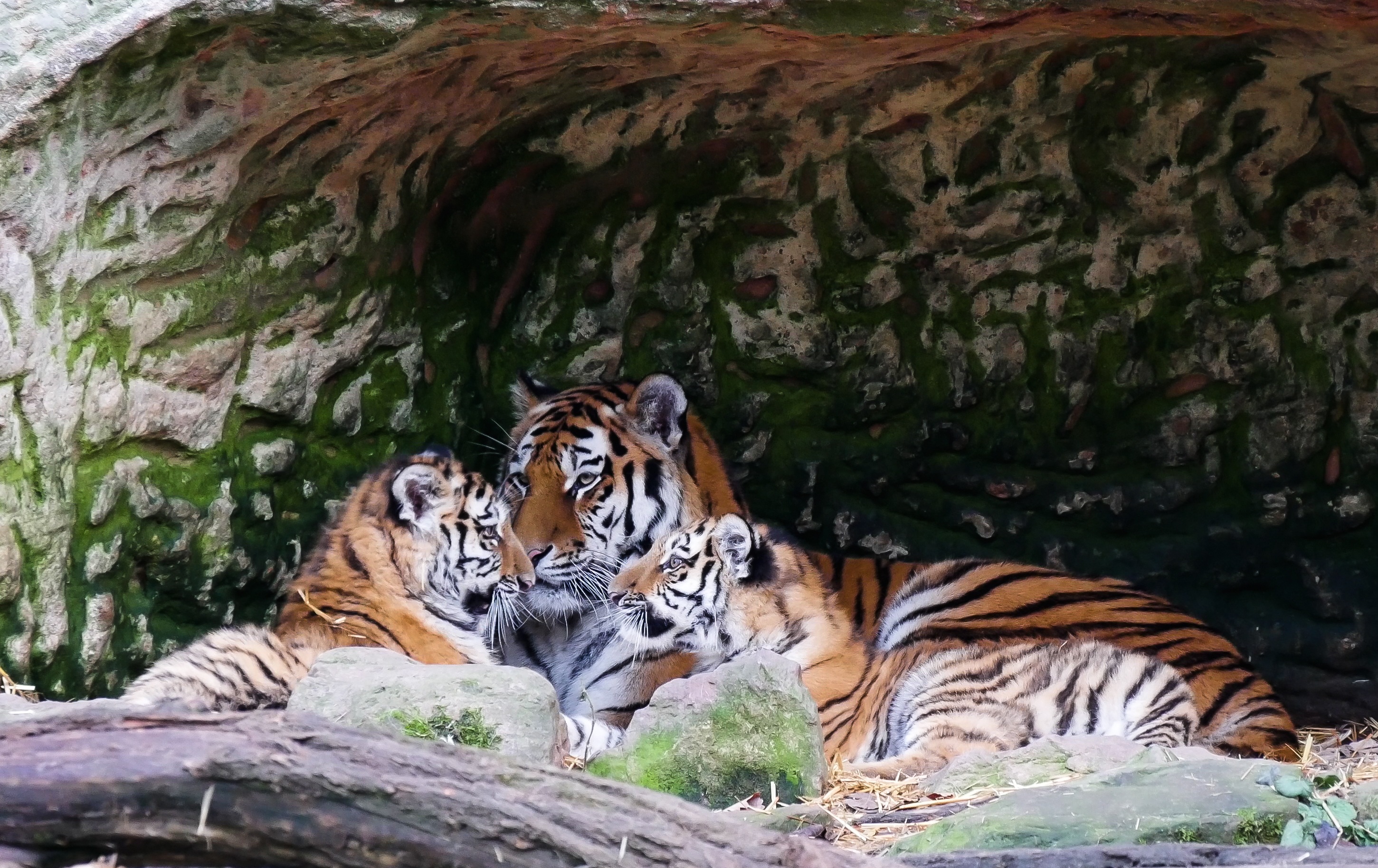 Bengal tiger family photo