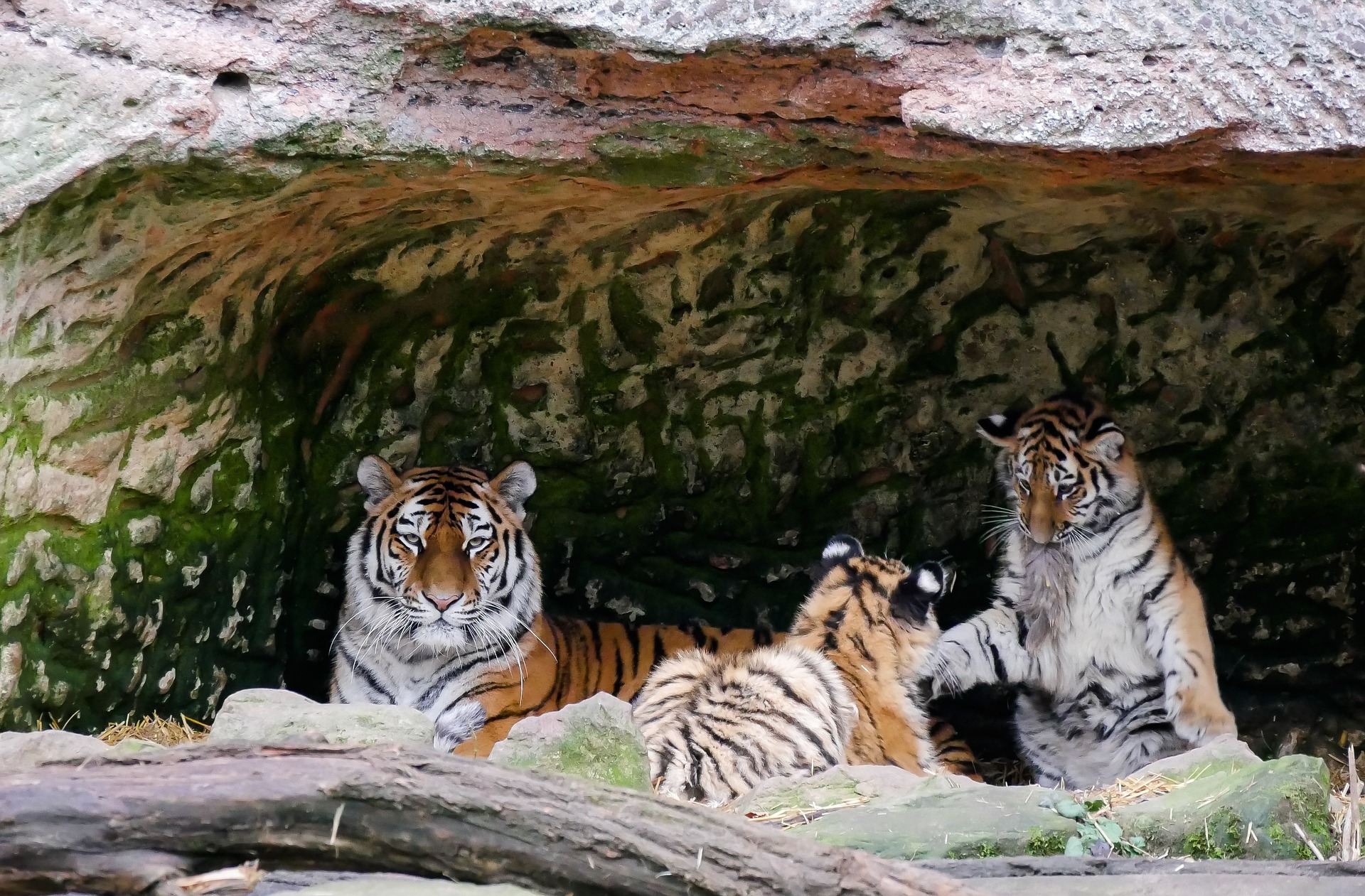 Bengal tiger family photo