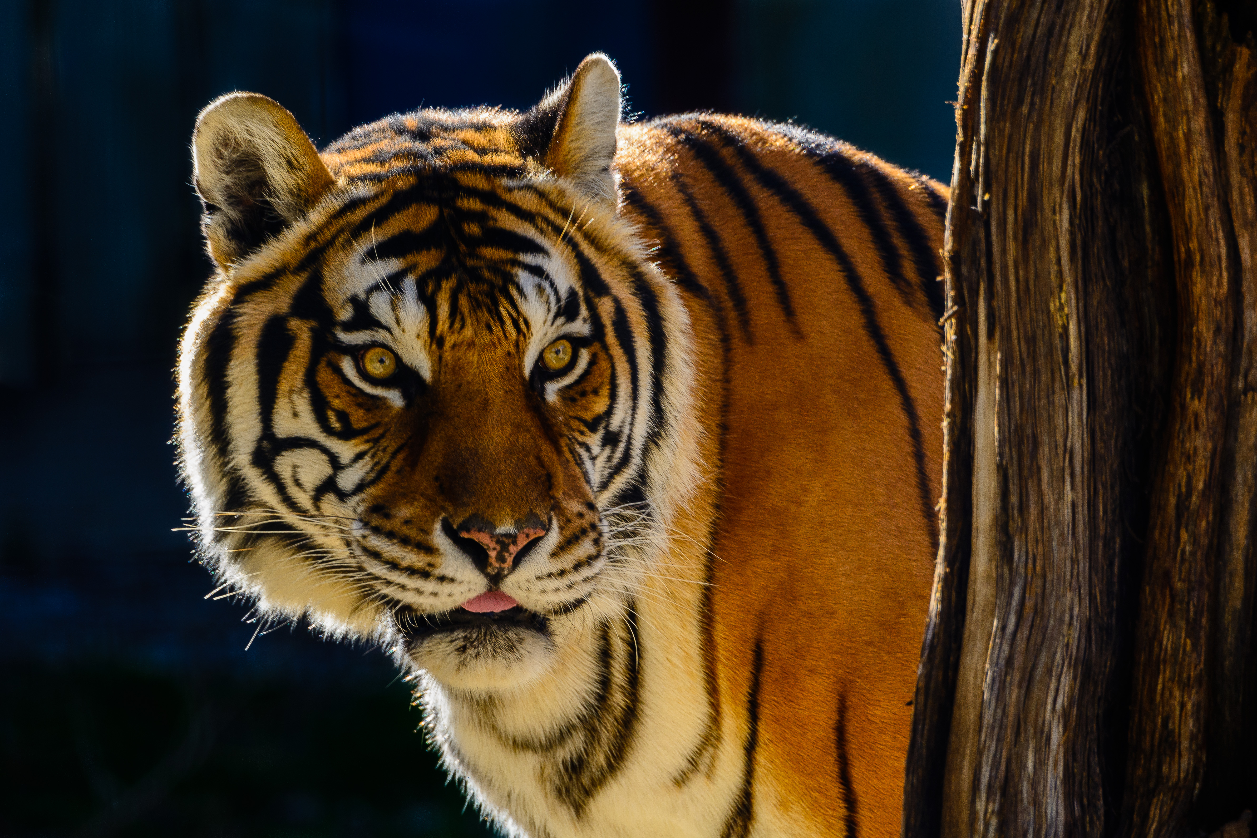 Bengal tiger portrait photo