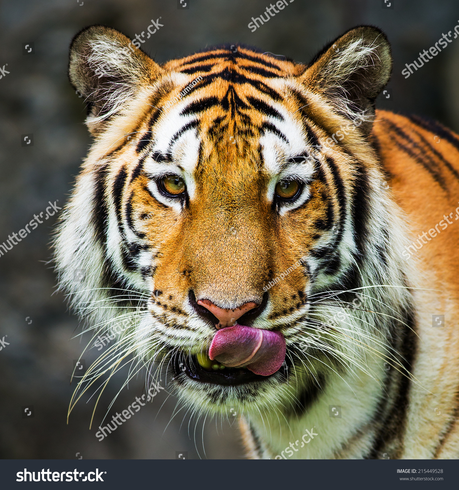 Tiger Portrait Bengal Tiger Stock Photo 215449528 - Shutterstock