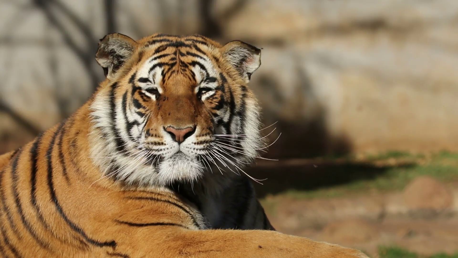 Portrait of a Bengal tiger (Panthera tigris bengalensis) irritated ...