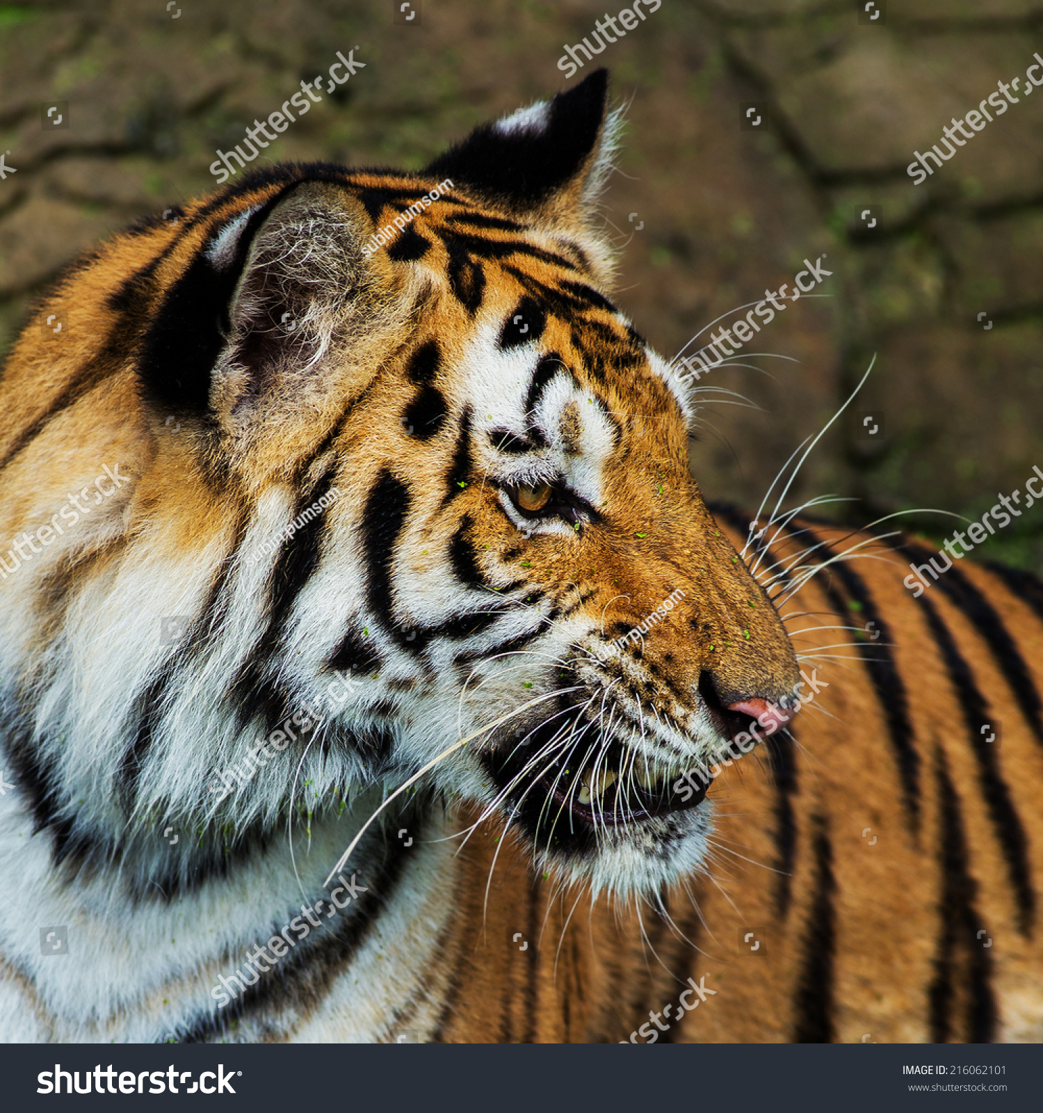 Tiger Portrait Bengal Tiger Stock Photo (Royalty Free) 216062101 ...