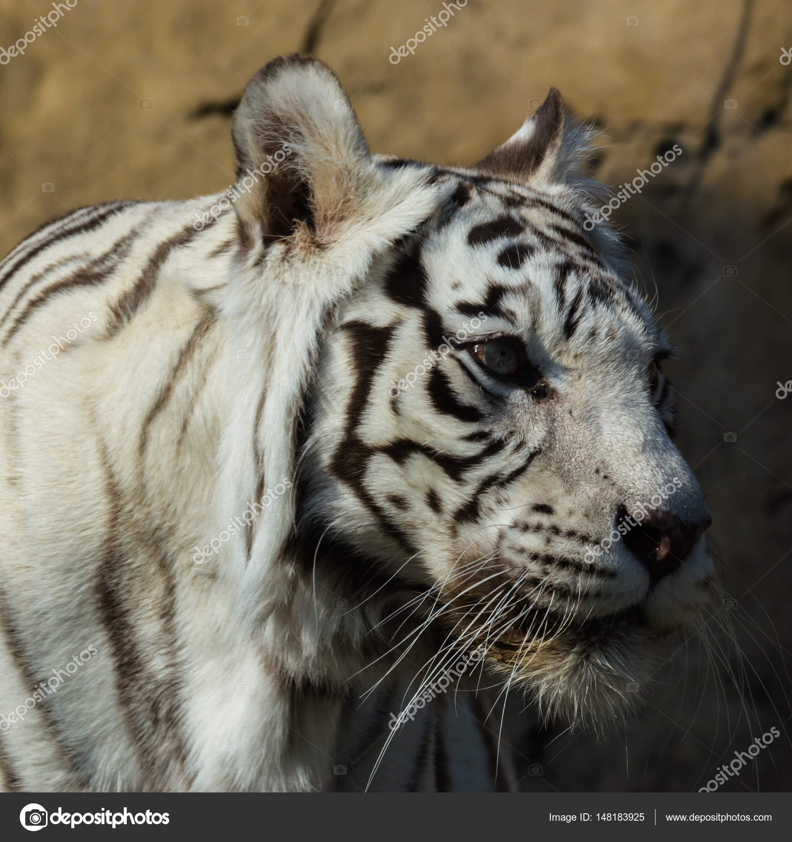 Portrait of Bengal tiger. — Stock Photo © tgladkova #148183925