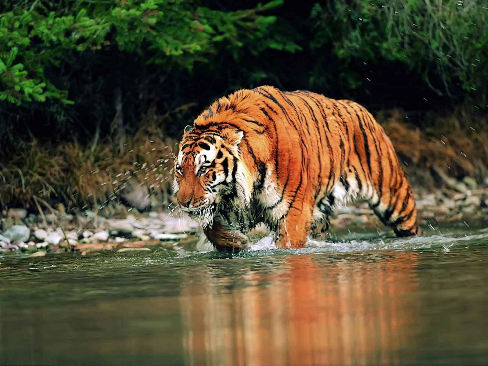 Bengal Tiger - Facts, Pictures, Habitat, Information, Diet ...