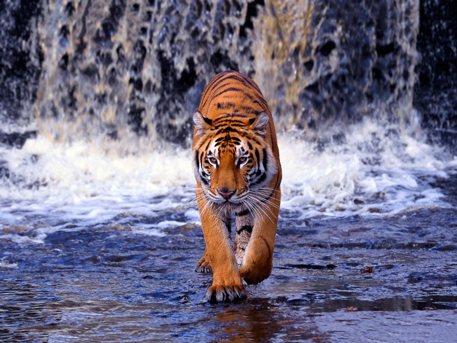Top 70 Bengal Tiger Wallpaper - HD Animal Spot