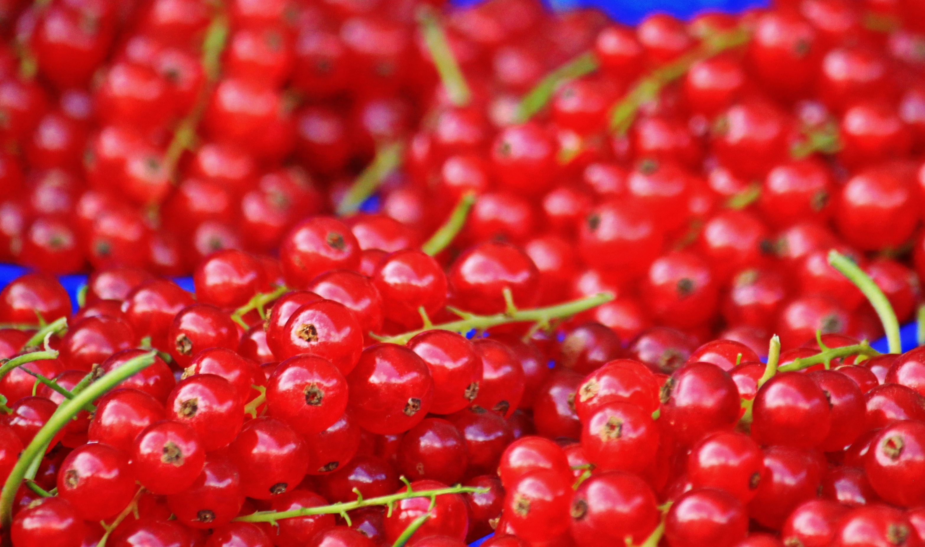 Berries photo