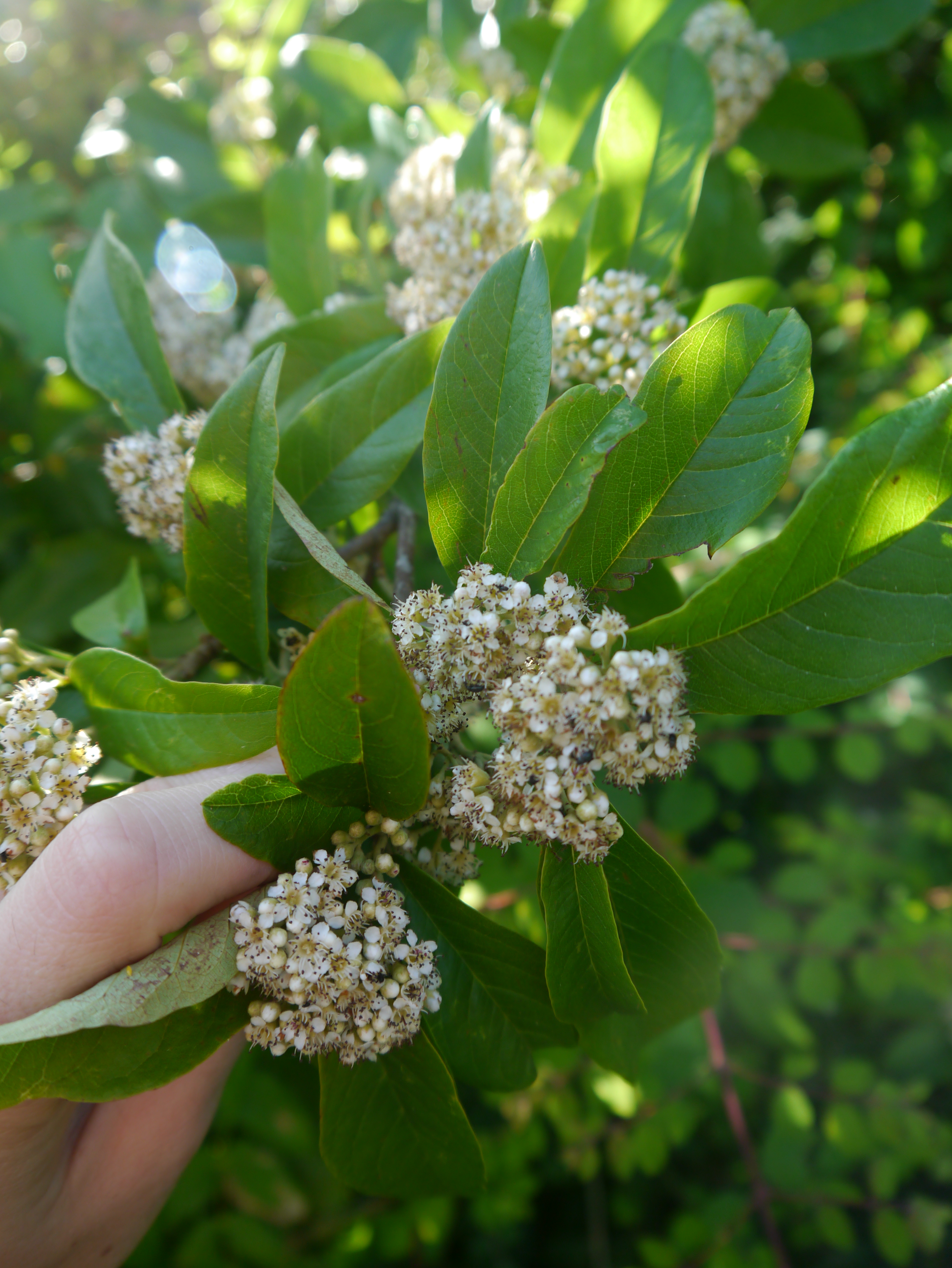 NaturePlus: Deciduous red berries, small white flowers - ID please